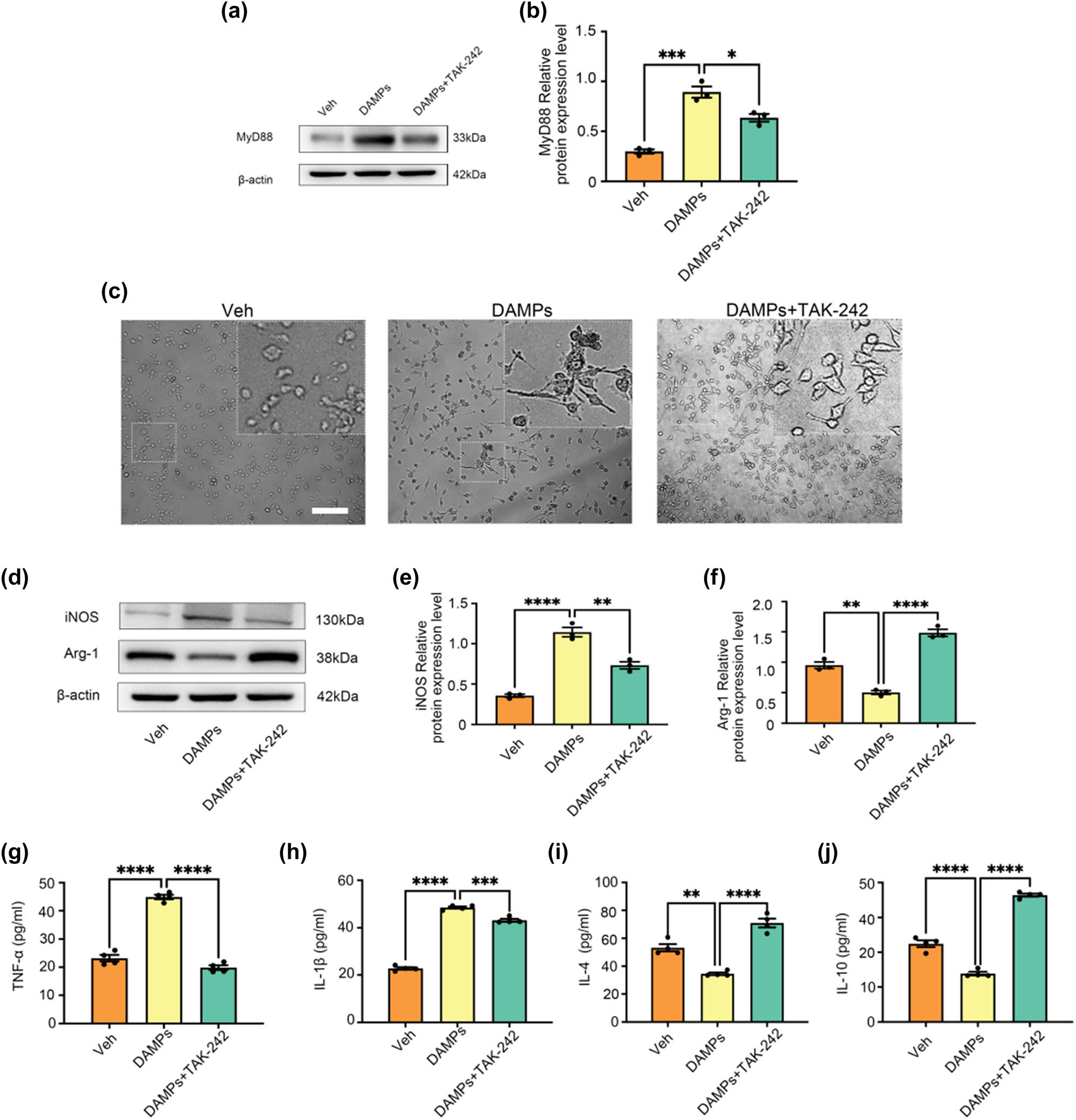 Figure 5 
                  Polarization of microglia induced by conditioned medium of HT22 cells necroptosis is mediated by TLR4/MyD88 signaling pathway. (a) and (b) Effect of TAK-242 on MyD88 protein expression in BV-2 cells caused by necroptosis of HT22 cells in conditioned culture medium. All data are shown as the Mean ± SEM, n = 3, *P < 0.05, **P < 0.01, ***P < 0.001, ****P < 0.0001. Abbreviation: Veh, vehicle; PTX, paclitaxel; P + N, paclitaxel + necrostatin-1. (c) Morphological changes of BV-2 cells in different treatment groups. Bar = 100 µm. (d)–(f) Western blot expression of iNOS and Arg-1 in the BV-2 cells in different groups. (g)–(h) Effects on the levels of inflammatory molecules TNF-α and IL-1β secreted by M1 microglia in the BV-2 cells in different groups. (i) and (j) Effects on the levels of anti-inflammatory molecules IL-4 and IL-10 secreted by M2 microglia in the BV-2 cells in different groups. All data are shown as the Mean ± SEM, n = 3 for each group.
               