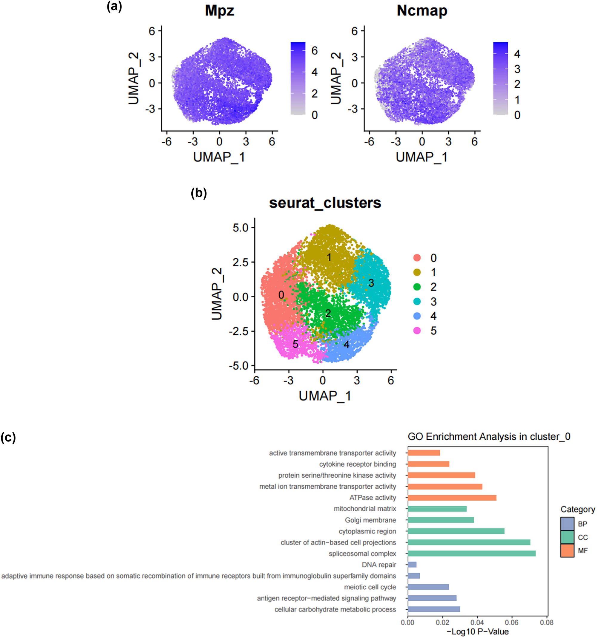 Figure 2
Subtypes of SCs in the DRG. (a) UMAP plot showing representative genes in SCs; (b) UMAP plot of 8525 SCs clustered by annotated cell types; (c)–(h) GO enrichment analysis of six SC subtypes marker genes, shown in terms of biological process (BP), cellular component (CC), and molecular function (MF), BP refers to the biological processes the genes are involved in, CC denotes the cellular components where the genes are localized, and MF describes the molecular functions of the encoded proteins.; (i) UMAP plot showing the named SCs along with GO enrichment analysis; (j) UMAP plot showing the expression levels of selected genes in six cell subsets. UMAP plot (k) and Bar plot (l) showing the cell percentage of each SC subtype in Control and SNI mice.