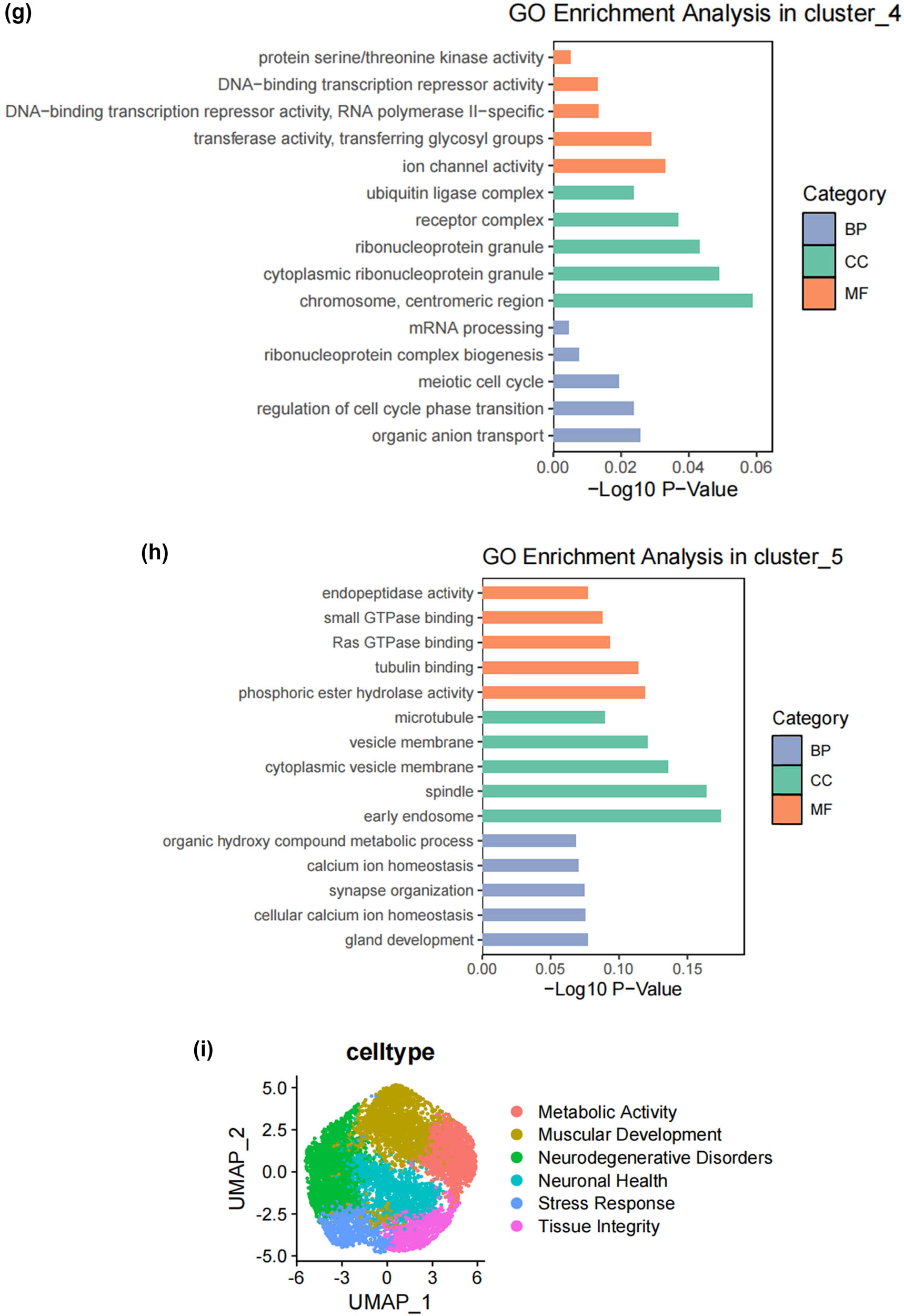 Figure 2
Subtypes of SCs in the DRG. (a) UMAP plot showing representative genes in SCs; (b) UMAP plot of 8525 SCs clustered by annotated cell types; (c)–(h) GO enrichment analysis of six SC subtypes marker genes, shown in terms of biological process (BP), cellular component (CC), and molecular function (MF), BP refers to the biological processes the genes are involved in, CC denotes the cellular components where the genes are localized, and MF describes the molecular functions of the encoded proteins.; (i) UMAP plot showing the named SCs along with GO enrichment analysis; (j) UMAP plot showing the expression levels of selected genes in six cell subsets. UMAP plot (k) and Bar plot (l) showing the cell percentage of each SC subtype in Control and SNI mice.