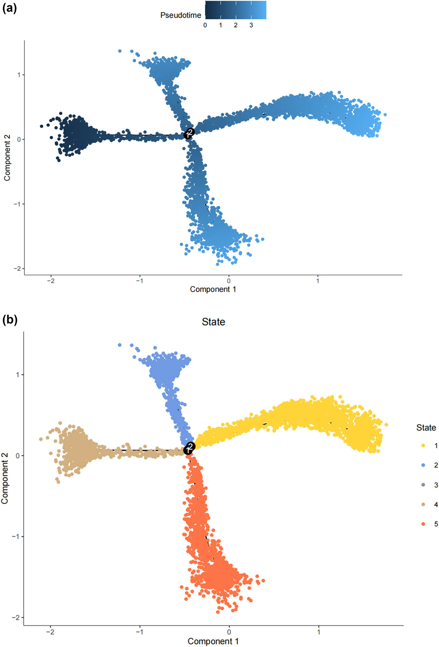 Figure 3
The states of SCs in the DRG. (a) Trajectory plot illustrating the evolutionary trajectory of SCs; (b) trajectory plot illustrating the evolutionary trajectory of SCs colored by cell states; (c) branched heatmap showing genes with highly significant branch-specific expression patterns in the pseudotime trajectory; (d) ridge plot showing the Cell differentiation process of the five states of SCs; and (e) GSVA enrichment analysis of hallmark gene sets in SC subtypes.