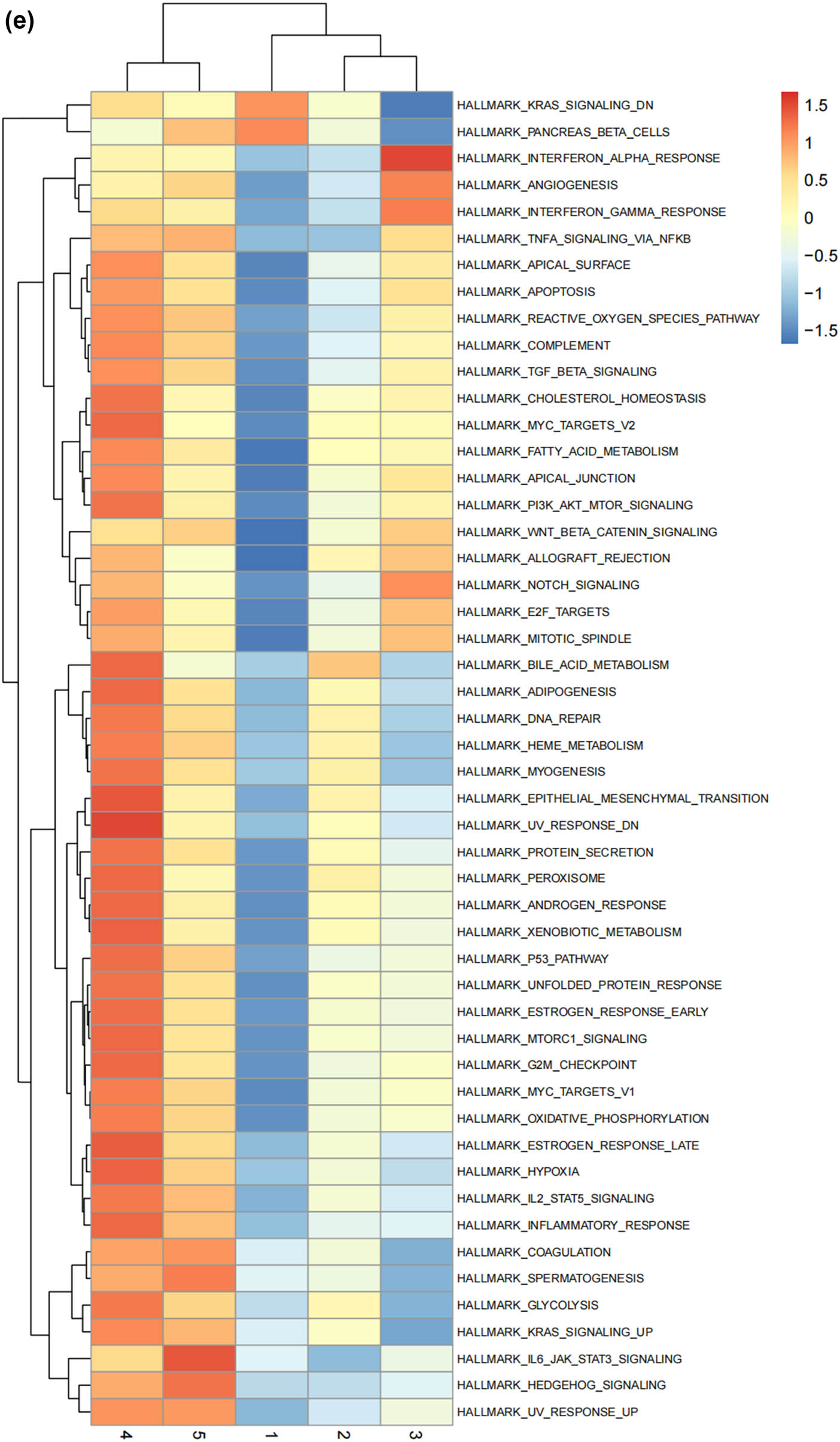 Figure 3
The states of SCs in the DRG. (a) Trajectory plot illustrating the evolutionary trajectory of SCs; (b) trajectory plot illustrating the evolutionary trajectory of SCs colored by cell states; (c) branched heatmap showing genes with highly significant branch-specific expression patterns in the pseudotime trajectory; (d) ridge plot showing the Cell differentiation process of the five states of SCs; and (e) GSVA enrichment analysis of hallmark gene sets in SC subtypes.