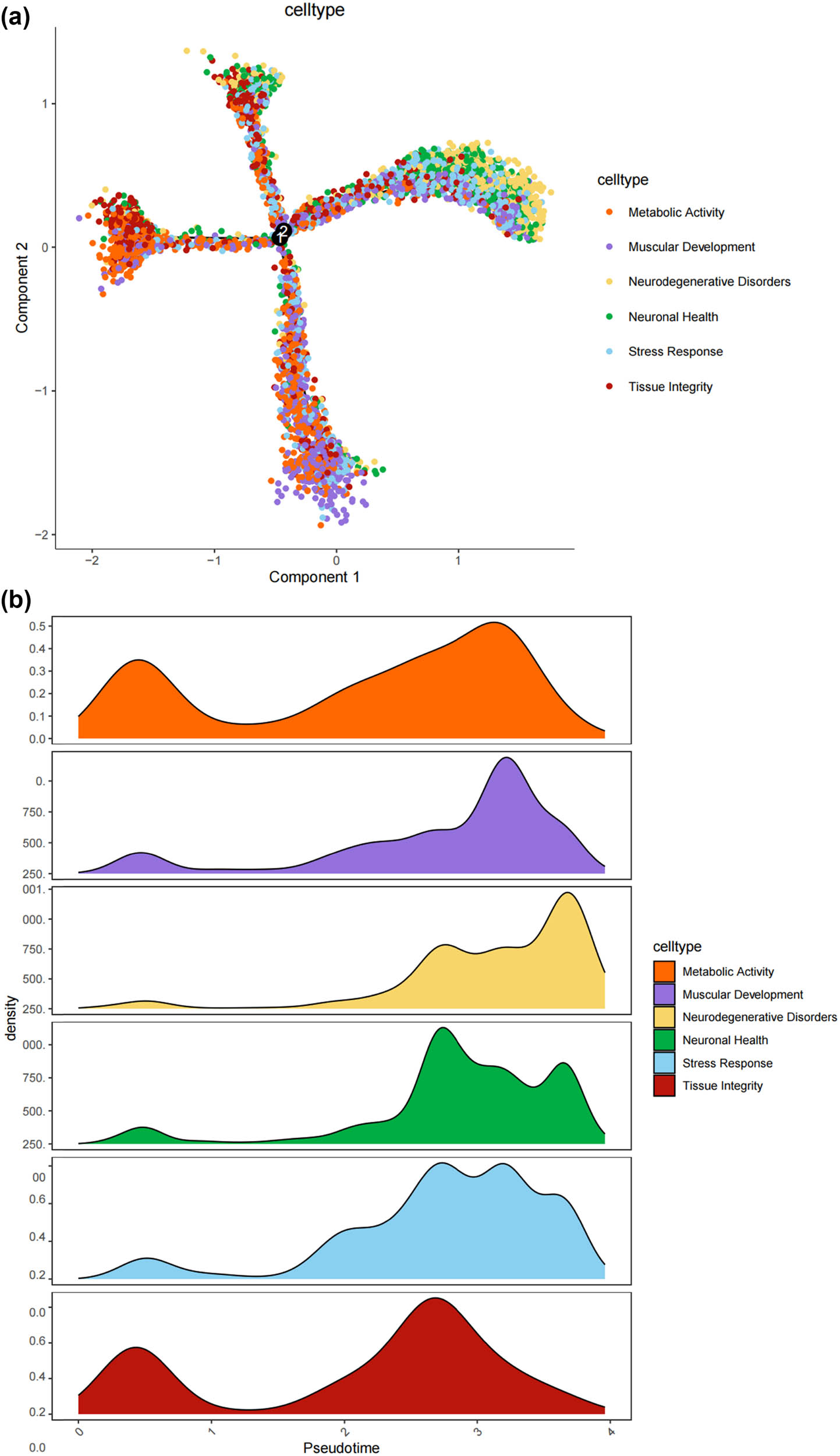 Figure 4
Prediction of the differentiation of SC subtypes. (a) Monocle pseudotime analysis revealing the progression of six SC subtypes; (b) ridge plot of six SC subtypes; (c) heatmap showing the scaled expression of differently expressed genes in three clusters as in (b); (d) relative gene expression levels of Gal and Npy across different cell types.; (e)–(j) dot plot revealing the top 10 marker genes of indicated SC subtypes in control and SNI mice; (k) immunofluorescence staining of NPY and GAL. Scale bar = 20 μm. (l) Quantification of K.