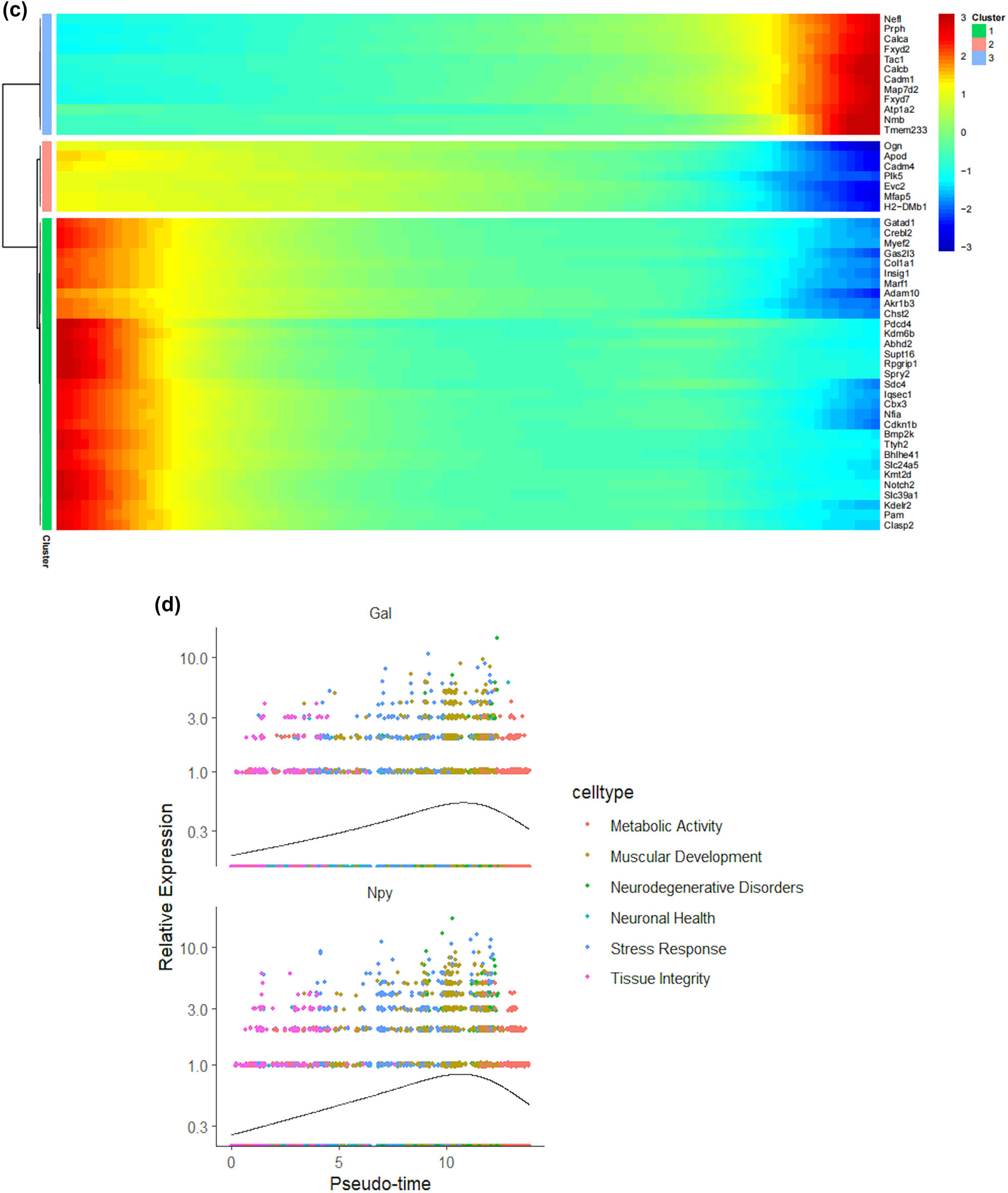 Figure 4
Prediction of the differentiation of SC subtypes. (a) Monocle pseudotime analysis revealing the progression of six SC subtypes; (b) ridge plot of six SC subtypes; (c) heatmap showing the scaled expression of differently expressed genes in three clusters as in (b); (d) relative gene expression levels of Gal and Npy across different cell types.; (e)–(j) dot plot revealing the top 10 marker genes of indicated SC subtypes in control and SNI mice; (k) immunofluorescence staining of NPY and GAL. Scale bar = 20 μm. (l) Quantification of K.