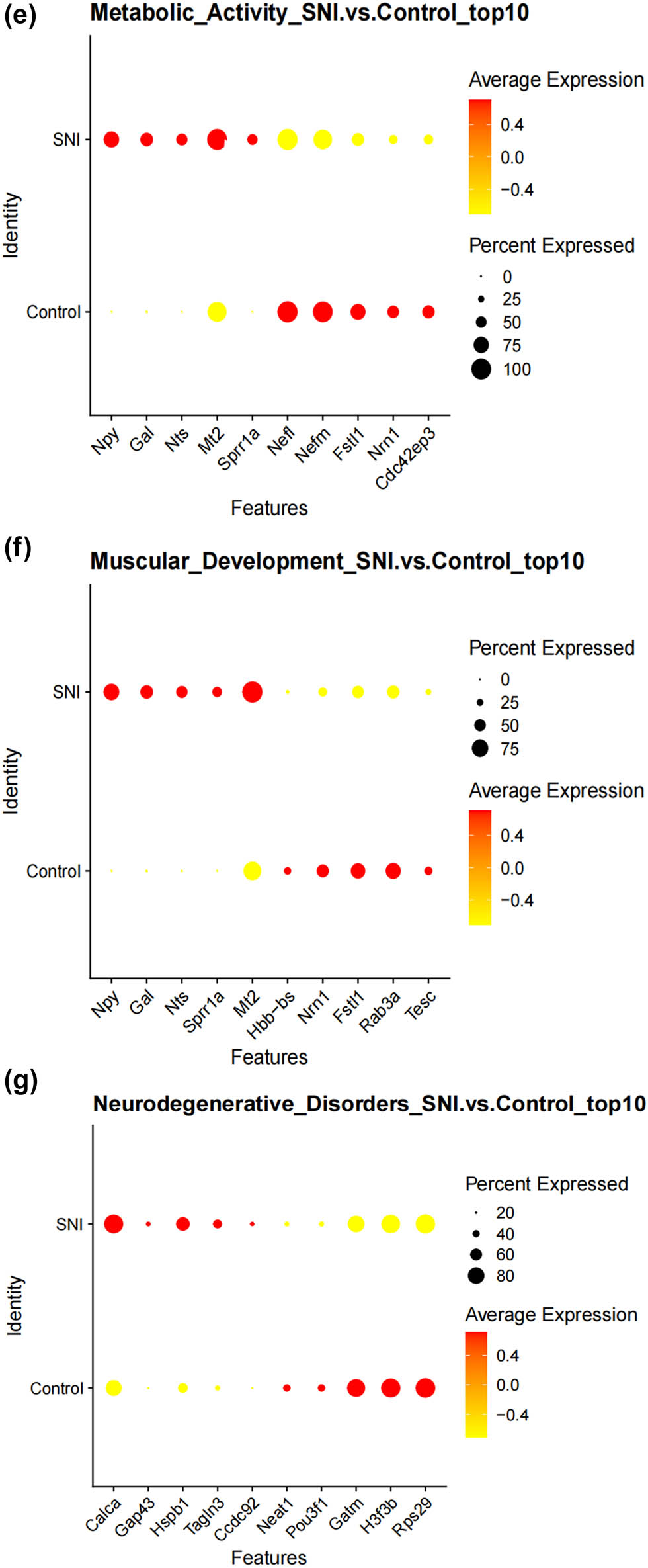 Figure 4
Prediction of the differentiation of SC subtypes. (a) Monocle pseudotime analysis revealing the progression of six SC subtypes; (b) ridge plot of six SC subtypes; (c) heatmap showing the scaled expression of differently expressed genes in three clusters as in (b); (d) relative gene expression levels of Gal and Npy across different cell types.; (e)–(j) dot plot revealing the top 10 marker genes of indicated SC subtypes in control and SNI mice; (k) immunofluorescence staining of NPY and GAL. Scale bar = 20 μm. (l) Quantification of K.