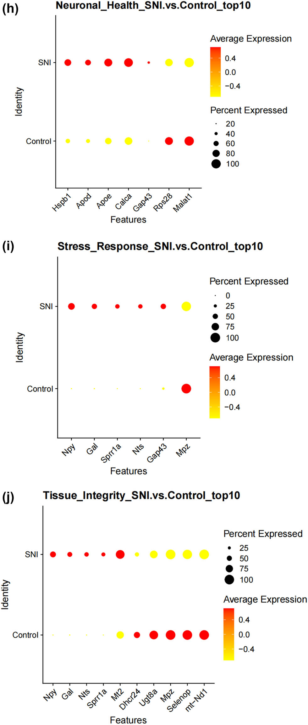 Figure 4
Prediction of the differentiation of SC subtypes. (a) Monocle pseudotime analysis revealing the progression of six SC subtypes; (b) ridge plot of six SC subtypes; (c) heatmap showing the scaled expression of differently expressed genes in three clusters as in (b); (d) relative gene expression levels of Gal and Npy across different cell types.; (e)–(j) dot plot revealing the top 10 marker genes of indicated SC subtypes in control and SNI mice; (k) immunofluorescence staining of NPY and GAL. Scale bar = 20 μm. (l) Quantification of K.