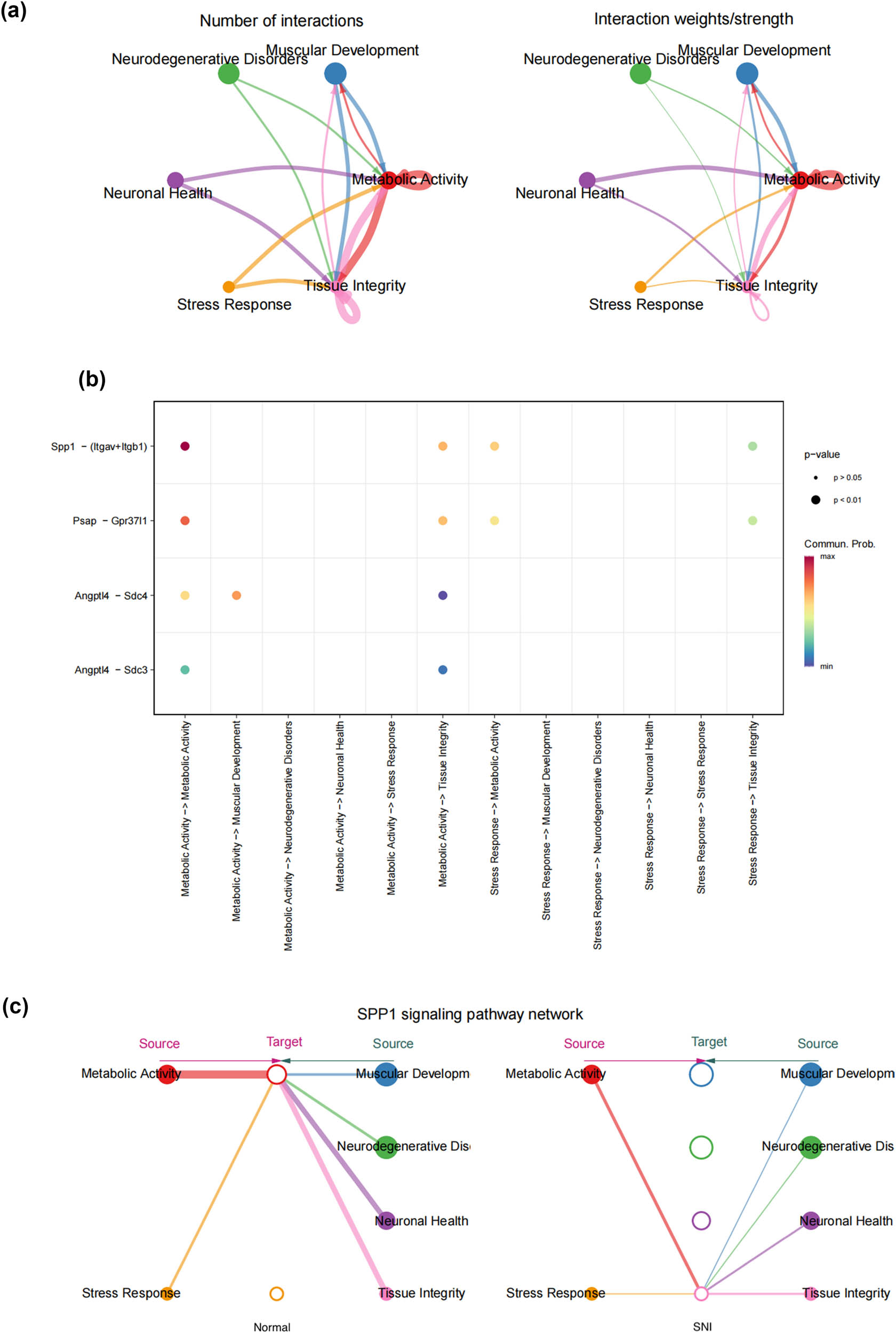 Figure 5
SPP1 signaling induces distinct SC interactions in DRG. (a) The number of interactions in a cell–cell communication network (the left panel); the interaction weights/strength in a cell–cell communication network (the left panel); (b) dot plots showing significant ligand–receptor pairs between different SC subtypes; and (c) overview of SPP1 signaling networks in six SC subtypes.