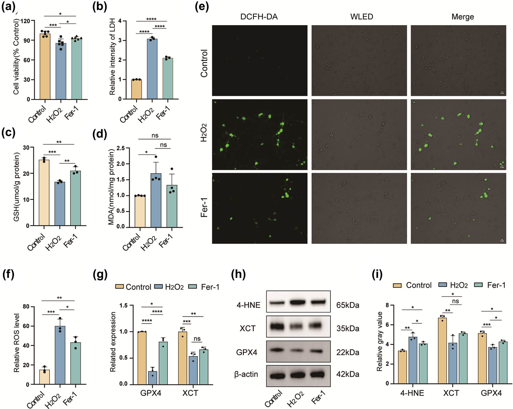 Figure 2 
                  Ferroptosis causes H2O2-induced neuronal damage. Cell viability evaluated using the CCK-8 assay (a) (n = 6, one-way ANOVA, *p < 0.05, ***p < 0.001). An LDH assay (b) assessed cellular damage. GSH (c) and MDA (d) levels quantified. ROS production was evaluated using the DCFH-DA assay, scale bar 5 µm (e) and (f). WELD: White light emitting diode. qRT-PCR evaluated GPX4 and XCT expression levels (g). Ferroptosis-related proteins, such as 4-HNE, GPX4, and XCT were detected by western blotting (h) and (i) (n = 3, one-way ANOVA, *p < 0.05, **p < 0.01, ***p < 0.001, and ns, not significant).
               