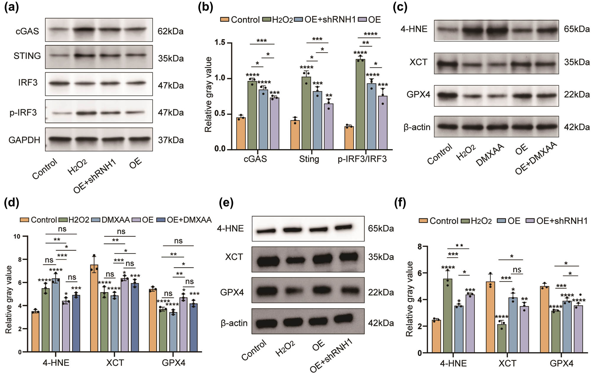 Figure 4 
                  FAHD1 attenuates neuronal ferroptosis by inhibiting the cGAS–STING pathway through reducing aberrant R-loop formation. Western blotting and semi-quantitative analysis were performed to assess the expression of cGAS–STING pathway-related proteins, including cGAS, STING, p-IRF3, and IRF3 (a) and (b). DMXAA: STING pathway agonist. After different treatments, the expression levels of ferroptosis-associated proteins 4-HNE, XCT, and GPX4 were detected by western blotting and quantified using ImageJ software (c)–(f) (n = 3, one-way ANOVA, p < 0.05, **p < 0.01, ***p < 0.001, ****p < 0.0001, and ns, not significant).
               