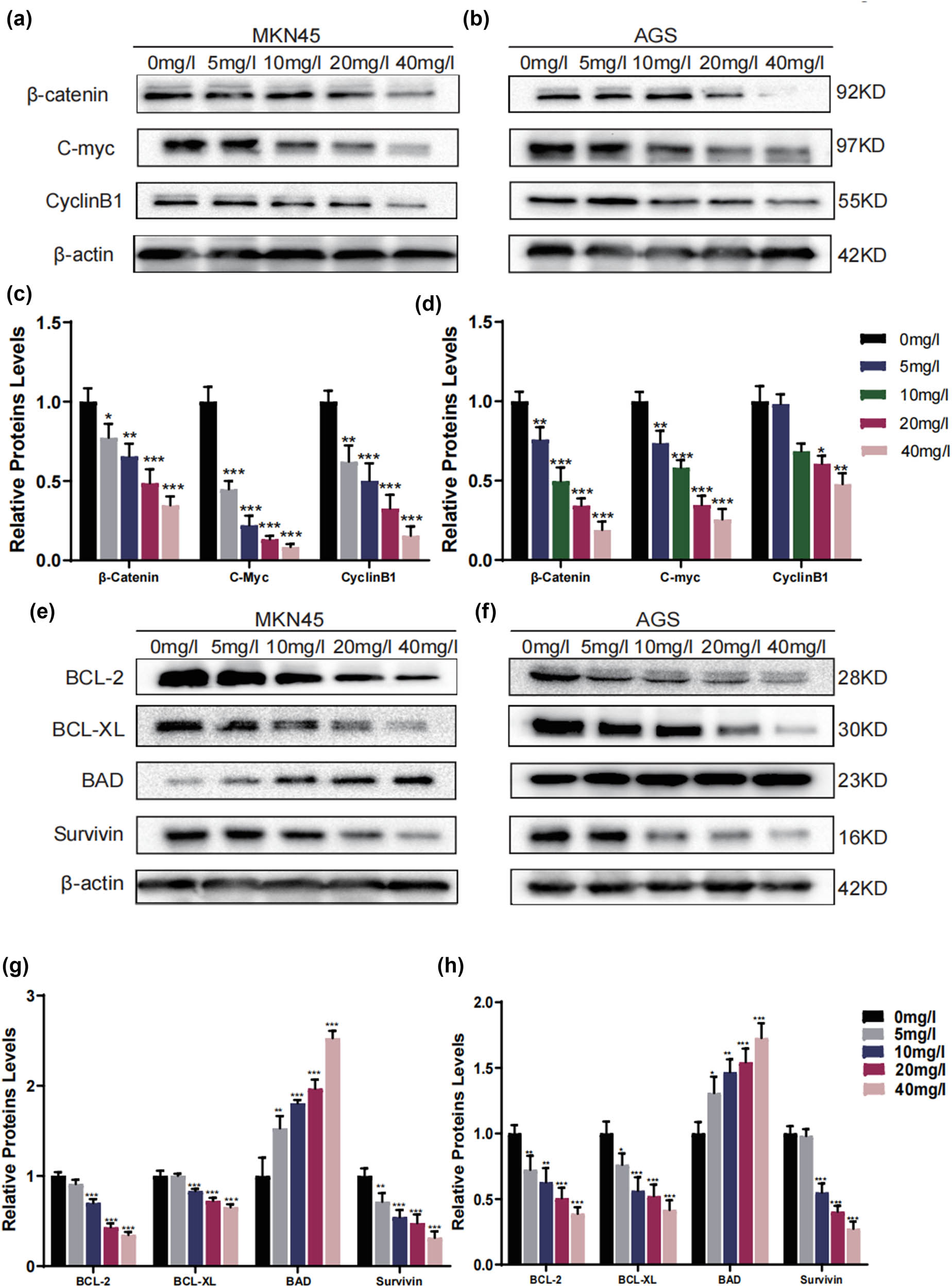 Figure 5 
                  H2valdien3 arrests the cell cycle via the β-catenin/c-myc pathway and induces apoptosis in GC. (a) and (b) H2valdien3 decreased the expression of β-catenin, c-myc, and CyclinB1 in a dose-dependent manner in MKN45 and AGS. (c) and (d) Relative protein levels of β-catenin, c-myc, and CyclinB1 to β-actin in MKN45 and AGS. (e) and (f) H2valdien3 significantly decreased the expression of BCL-2, BCL-XL, and Survivin in a dose-dependent manner, while markedly increasing the expression of BAD in MKN45 and AGS. (g) and (h) Relative protein levels of BCL-2, BCL-XL, BAD, and Survivin to β-actin in MKN45 and AGS. Parallel blotting was performed with β-actin antibody. All results represent three independent experiments, and each value is mean ± SD. *P < 0.05 and **P < 0.01.
               