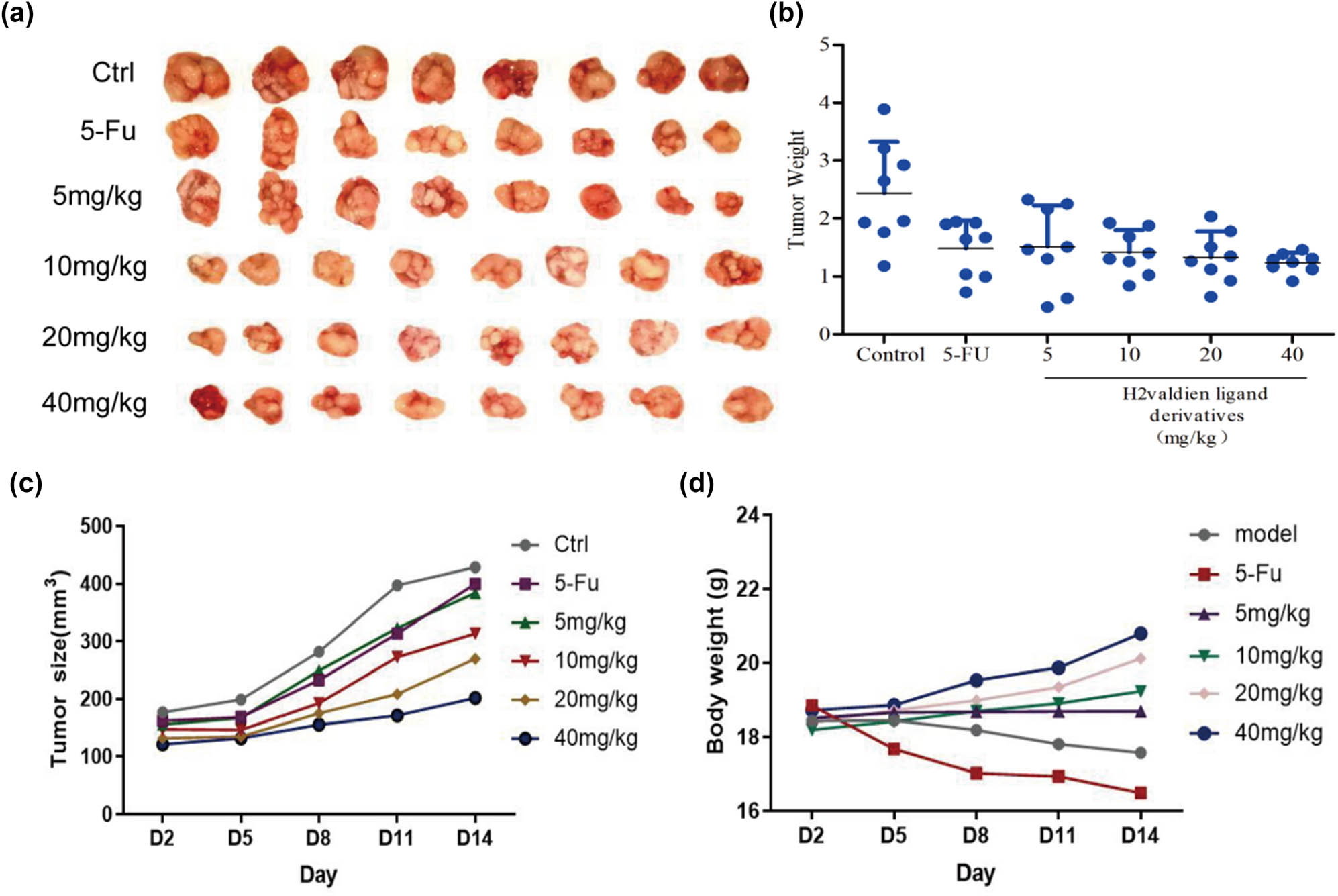 Figure 6 
                  H2valdien3 inhibits the growth of GC cells in vivo. MKN45 cells were injected subcutaneously into nude mice. 5-FU and H2valdien3 (5–40 mg/kg) were injected as described in Section 2. (a) and (b) Tumor volumes increased in the control group and significantly decreased in the 5-FU and H2valdien3 groups. (c) Tumor volume and (d) body weight were measured every 3 days.
               