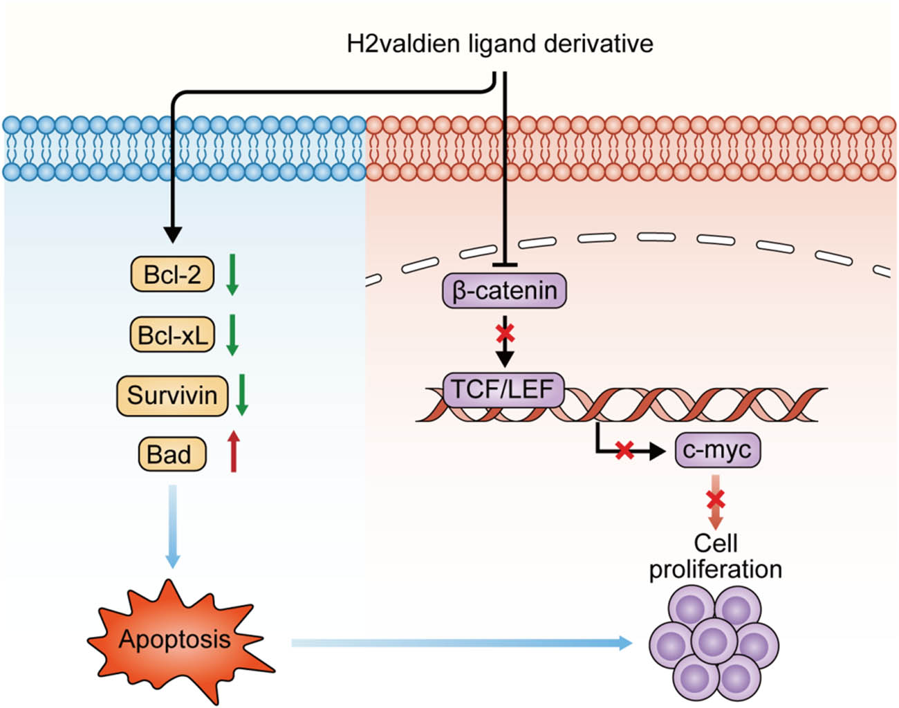 Figure 7 
                  Regulatory mechanism of H2valdien3 arresting cell proliferation mainly via cell cycle inhibition and apoptosis related pathway.
               