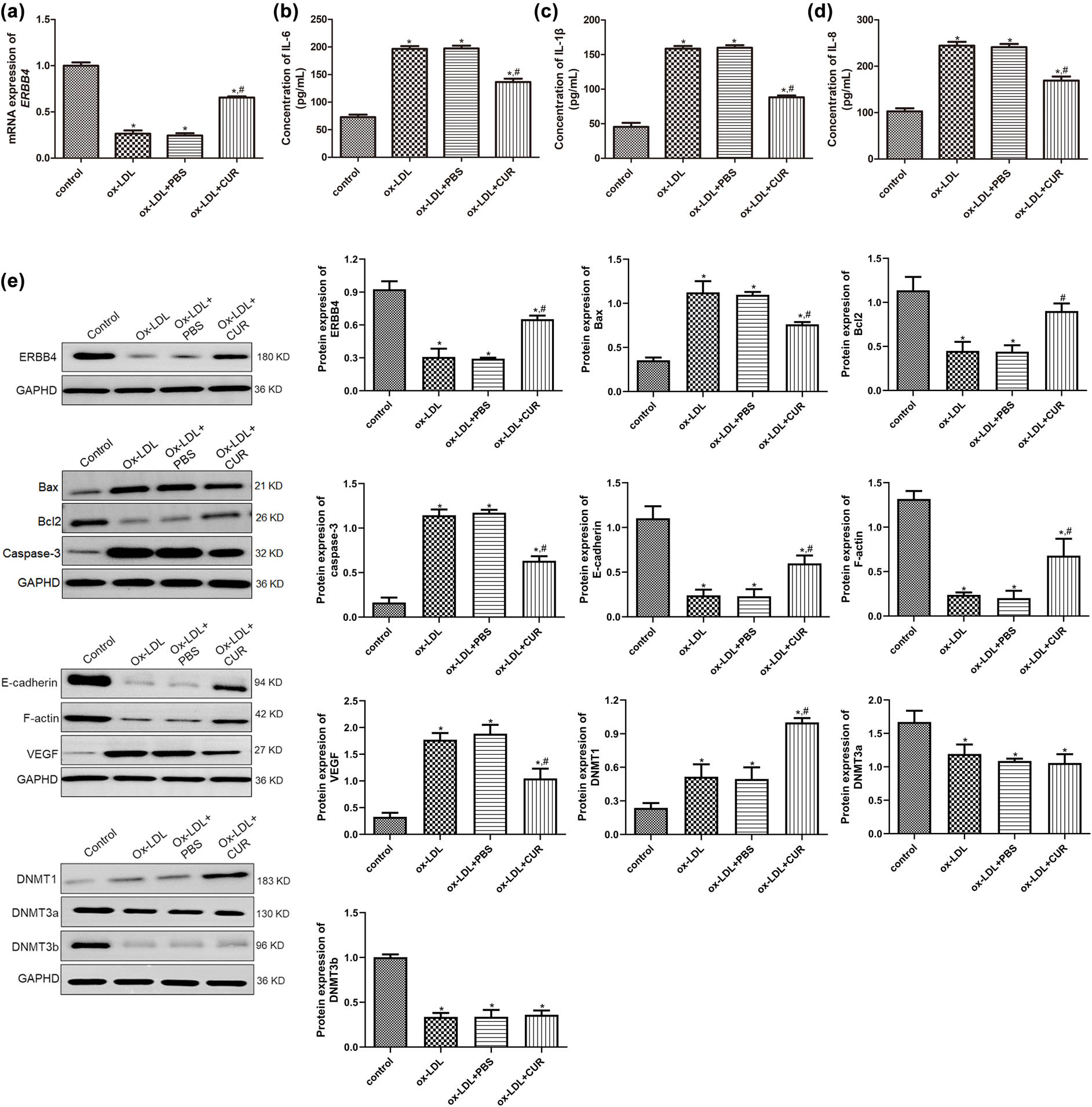 Figure 2
Effects of curdione on the concentrations of inflammatory cytokines, and expression of apoptosis-related, endothelial-mesenchymal transition (EndMT)-related, and DNA methylation-related proteins. (a) The mRNA expression ERBB4 in the HUVECs treated with ox-LDL and curdione using real-time quantitative PCR. The concentrations of IL-6 (b), IL-1β (c), and IL-8 (d) in the HUVECs treated with ox-LDL and curdione by ELISA. (e) The protein expression of ERBB4, apoptosis-related (Bax, Bcl-2, and caspase-3), EndMT-related (E-cadherin, F-actin, and VEGF), and DNA methylation-related proteins (DNMT1, DNMT3a, and DNMT3b) in the HUVECs treated with ox-LDL and curdione using Western blot. CUR: Curdione. *P < 0.05 vs control; #
P < 0.05 vs ox-LDL.
