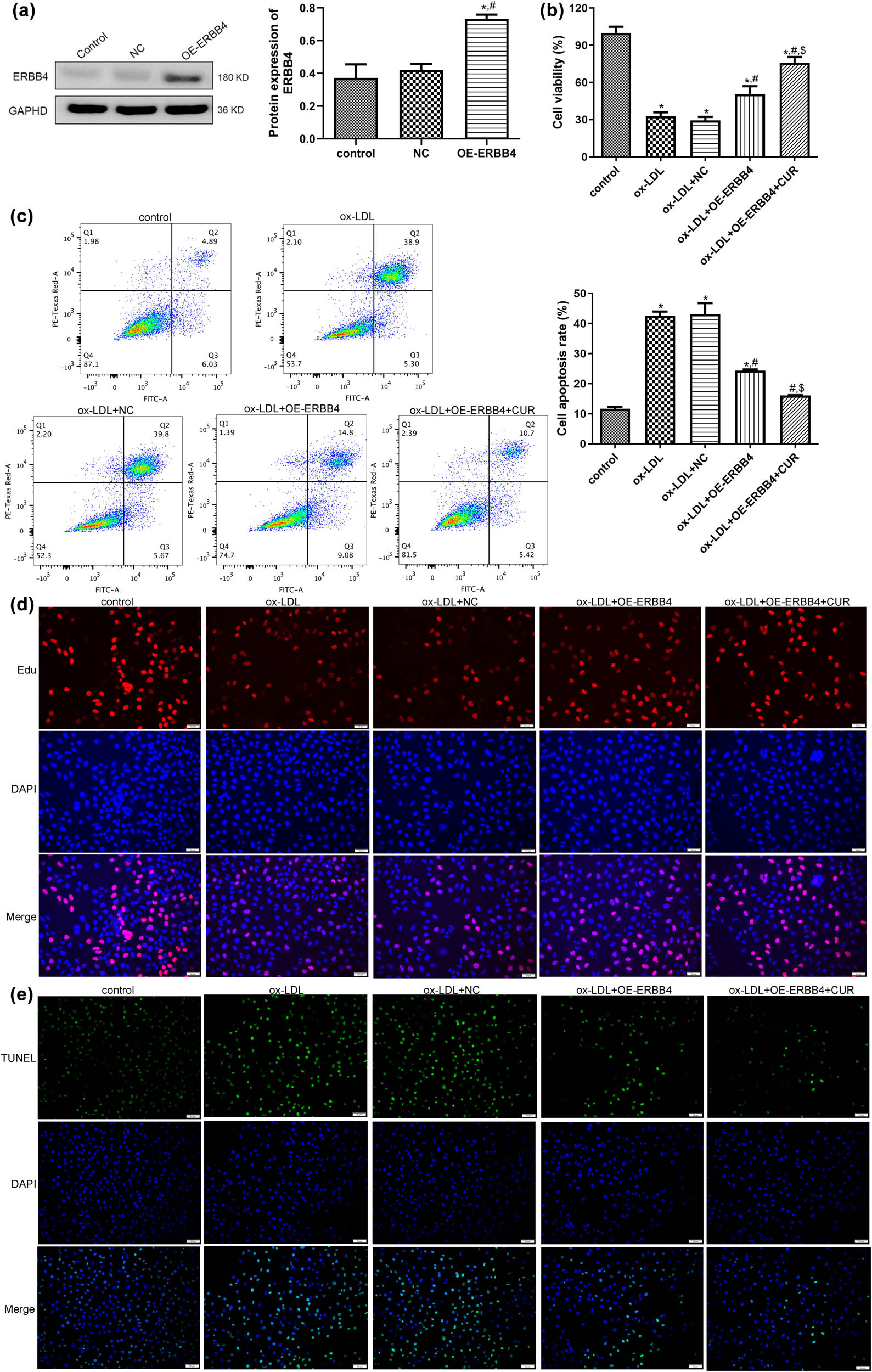 Figure 3
Effects of ERBB4 on the growth of curdione regulating ox-LDL-induced HUVECs. (a) Evaluation of cell transfection efficiency through determining the expression of ERBB4 using Western blot. (b) The viability of HUVECs after OE-ERBB4 transfection via cell counting kit-8. (c) The apoptosis of HUVECs after OE-ERBB4 transfection measured by flow cytometry. (d) The proliferation of HUVECs after OE-ERBB4 transfection examined by EdU assay. (e) The apoptosis of HUVECs after OE-ERBB4 transfection measured by TUNEL assay. CUR: Curdione. *P < 0.05 vs control; #
P < 0.05 vs ox-LDL; $
P < 0.05 vs ox-LDL + OE-ERBB4.