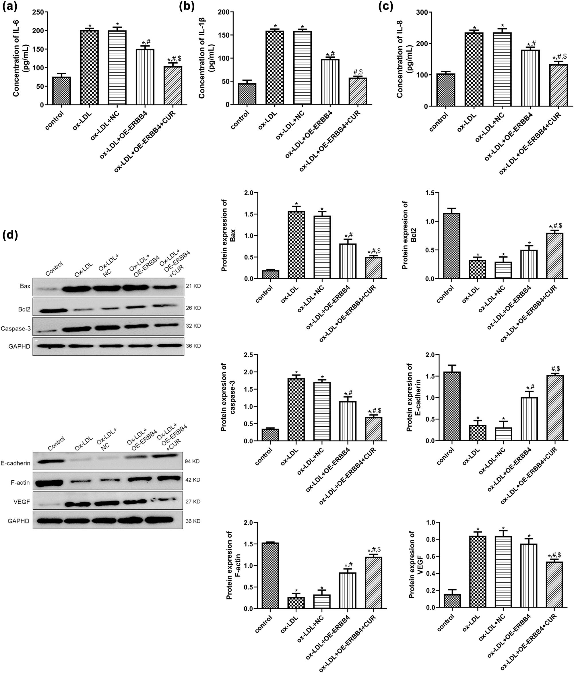 Figure 4
Potential mechanisms of ERBB4 in curdione regulating ox-LDL-induced HUVECs. The concentrations of IL-6 (a), IL-1β (b), and IL-8 (c) in HUVECs after OE-ERBB4 transfection determined by ELISA. (d) The protein expression of ERBB4, apoptosis-related (Bax, Bcl-2, and caspase-3), and EndMT-related (E-cadherin, F-actin, and VEGF) in HUVECs after OE-ERBB4 transfection detected by Western blot. CUR: Curdione. *P < 0.05 vs control; #
P < 0.05 vs ox-LDL; $
P < 0.05 vs ox-LDL + OE-ERBB4.
