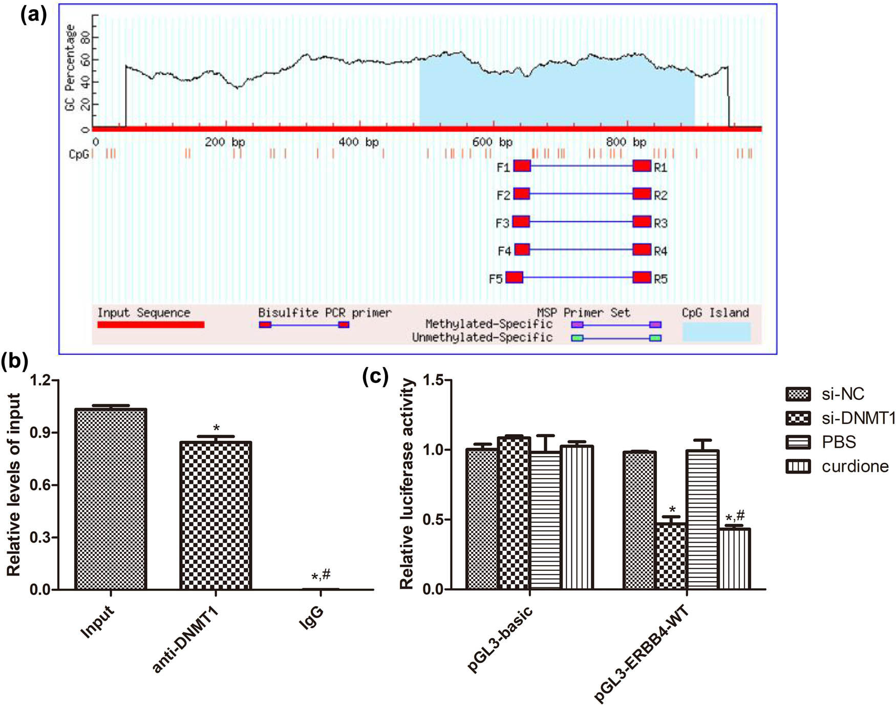Figure 5
Interaction between ERBB4 and DNMT1. (a) ERBB4 had the CpG island based on the MethPrimer database. (b) ChIP-qPCR was employed to detect the binding of DNMT1 to the ERBB4 promoter in HUVECs. IgG was applied as an NC. *P < 0.05 vs input; #
P < 0.05 vs anti-DNMT1. (c) The interaction between ERBB4 and DNMT1; as well as between ERBB4 and curdione determined using dual luciferase reporter gene assay. *P < 0.05 vs si-NC; #
P < 0.05 vs PBS.