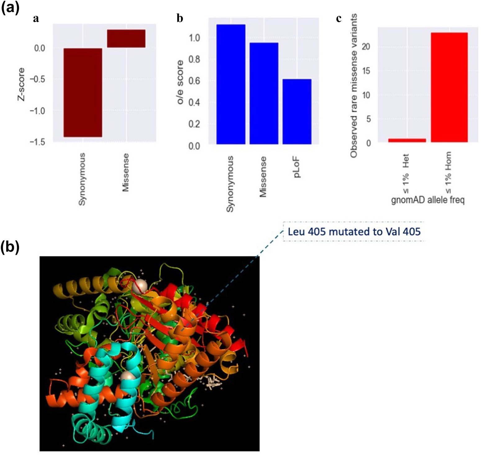 Figure 2 
               Intolerance to variation and structural details of the ChAT p. Leu405Val variant. (a) Gene constraint analysis for ChAT using gnomAD data. Plots show metrics like pLI, missense Z-score, and LoF o/e ratio, illustrating intolerance to variation. The analysis reflects the observed low frequency of rare (MAF ≤ 1%) and ultra-rare (MAF ≤ 0.5%) missense alleles in the population. (b) A structural model of human ChAT (from PDB ID: 7AMD) focusing on the p. Leu405Val variant site. The image displays the substitution of leucine (wild-type, B-factor = 7.90) with valine (variant, B-factor = 7.95) at position 405. Both residues are non-polar.