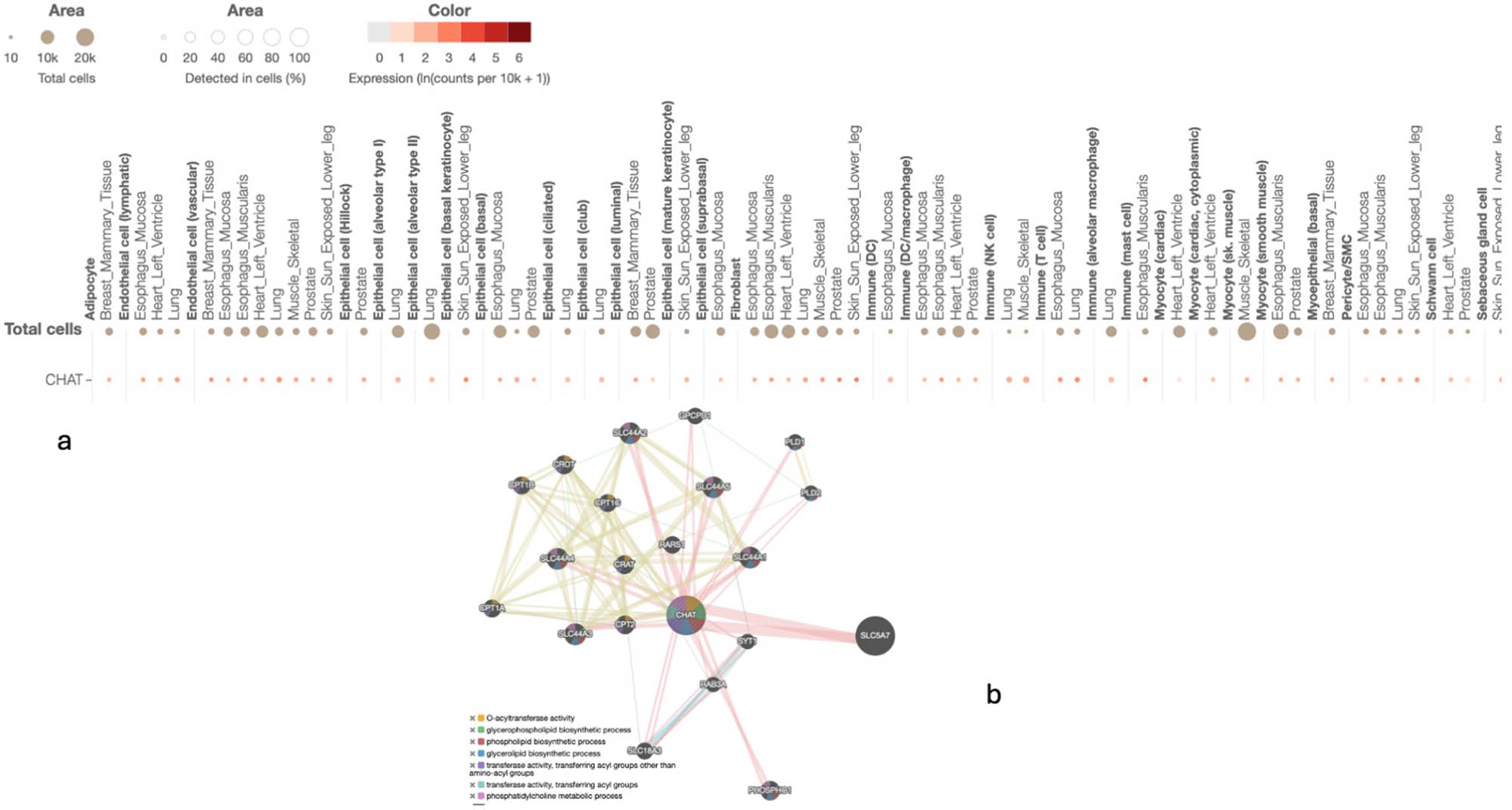 Figure 3 
               Single-cell expression profile of ChAT and its protein interaction network. (a) Single-cell RNA sequencing expression profile of the ChAT gene across various cell types, derived from GTEx data. Data are displayed in a matrix or dot plot format, where visual features (e.g., dot colour, dot size) represent the median expression level in expressing cells and the fraction of cells with detectable ChAT transcripts, respectively. (b) The protein–protein interaction network is centred on ChAT and generated using GeneMania. Nodes represent proteins, and edges depict functional associations based on integrated genomic data. The network highlights proteins significantly interacting with ChAT, potentially annotated by top-enriched biological pathways (pathway analysis p < 0.0001). Key functional partners such as SLC18A3 (VAChT) and ACHE are shown within the network context [20].
            