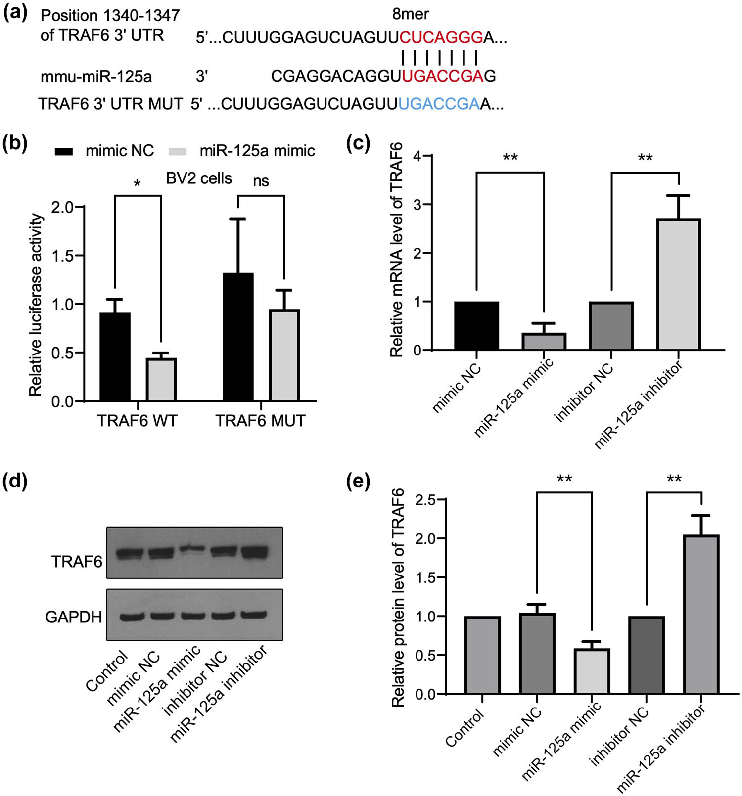 Figure 2 
                  TRAF6 is a direct target of mmu-miR-125a. (a) The sequence of the TRAF6 3′ UTR region matched with mmu-miR-125a and the constructed mutant. (b) BV2 cells were transfected with TRAF6 wild type (WT) and mutant (MUT) luciferase reporter plasmids, together with mimic NC or mmu-miR-125a mimics. The relative luciferase activity is shown. (c) The mRNA level by RT-qPCR was detected by the transfection of the indicated miR-125a fragments or the controls. (d) and (e) The protein level of TRAF6 was detected by western blotting under the treatment as in (c). Student’s t-test between two groups, **P < 0.01.
               