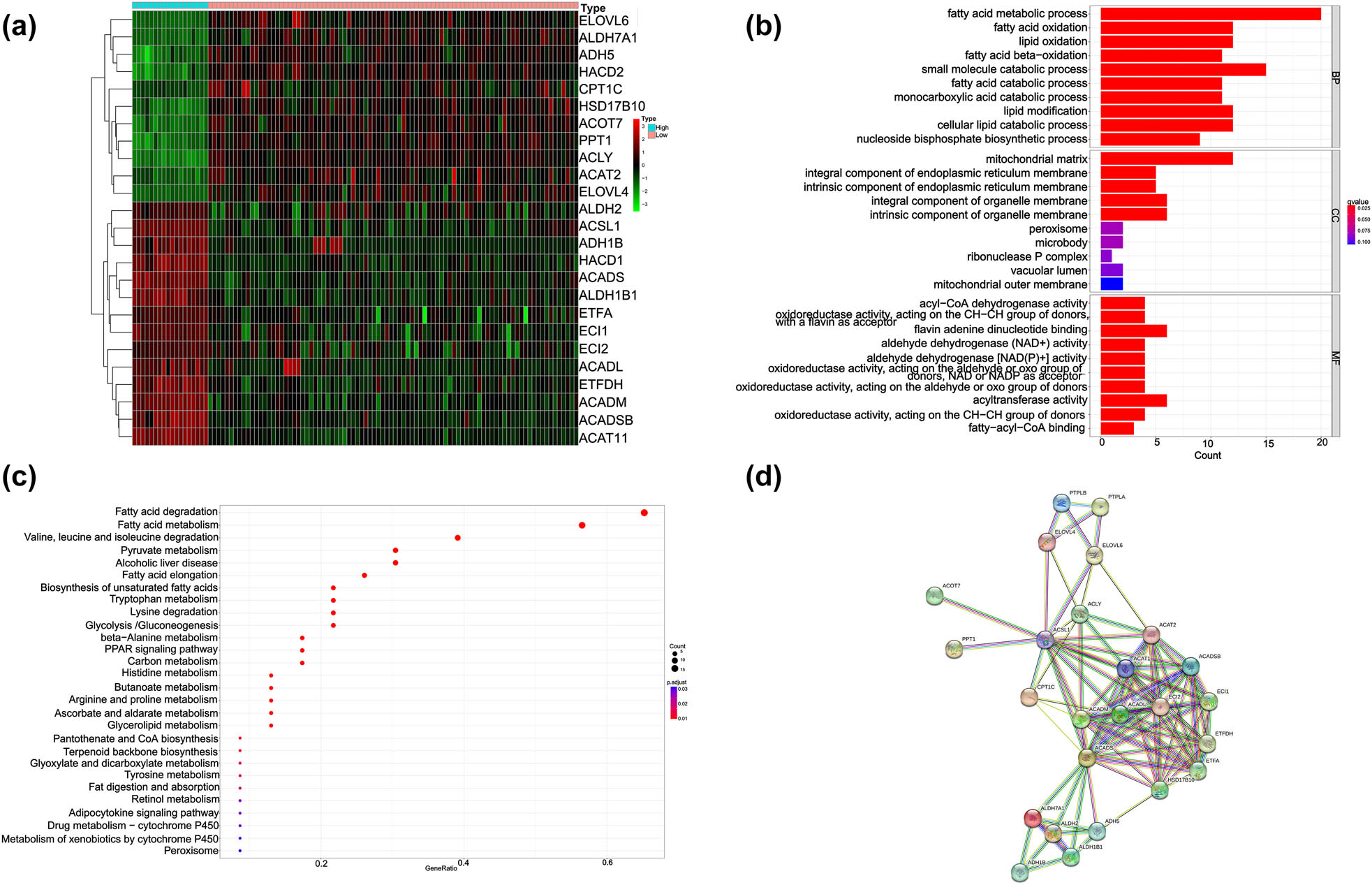 Figure 3 
                  DEGs between the high- and low-risk groups. (a) Heatmap of DEGs between the high- and low-risk groups. (b) GO enrichment analysis in the high- and low-risk groups. (c) KEGG enrichment analysis in the high- and low-risk groups. (d) PPI network of the differential genes between the high- and low-risk groups.
               