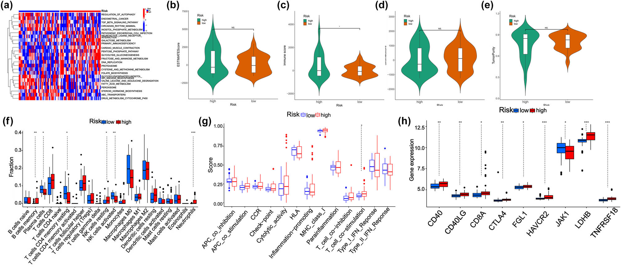 Figure 4 
                  Analysis of immune infiltration and immune checkpoints in the high- and low-risk groups. (a) GSVA of each KEGG pathway in the high- and low-risk groups. (b)–(e) EWSTIMATE score, immune score, stromal score, and tumor purity of the high- and low-risk groups. (f) Immune cell infiltration analysis of the high- and low-risk groups. (g) Functional analysis of the high- and low-risk groups. (h) Immune checkpoint expression analysis of the high- and low-risk groups.
               