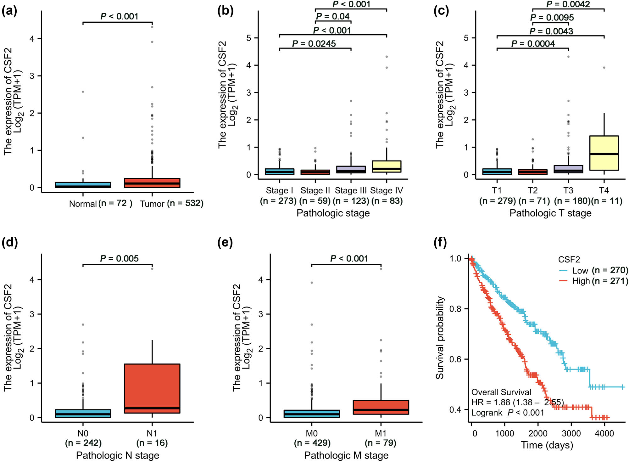 Figure 1 
                  High CSF2 expression correlates with disease progression and poor prognosis in KIRC. (a) Comparison of CSF2 expression between normal and tumor tissues (Wilcoxon rank sum test). (b) CSF2 expression in different pathological stages (Stage I to Stage IV) (Kruskal–Wallis test). (c) CSF2 expression in different pathological T stages (T1 to T4) (Kruskal–Wallis test). (d) CSF2 expression in different pathological N stages (N0 and N1) (Wilcoxon rank sum test). (e) CSF2 expression in different pathological M stages (M0 and M1) (Wilcoxon rank sum test). (f) Overall survival comparison between high and low CSF2 expression groups (Log-rank test). KIRC: Kidney renal clear cell carcinoma.