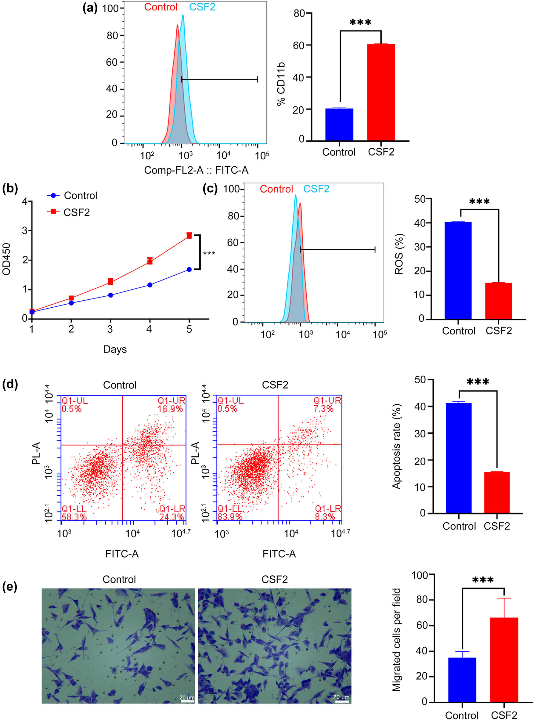 Figure 2 
                  CSF2 promotes N2 polarization of neutrophils and enhances the proliferation and migration of co-cultured renal cancer cells. (a) Measurement of CD11b expression on neutrophils by flow cytometry. (b) Proliferation assay of renal cancer cells in co-culture with neutrophils. (c) Measurement of reactive oxygen species (ROS) levels in renal cancer cells by flow cytometry. (d) Apoptosis assay of renal cancer cells in co-culture with neutrophils using flow cytometry. (e) Migration assay showing the number of migrated renal cancer cells in co-culture with neutrophils (200×); Data are presented as mean ± SD (n = 3). Statistical significance was assessed using Student’s t-test. Compared with control group, ***
                     P < 0.001.