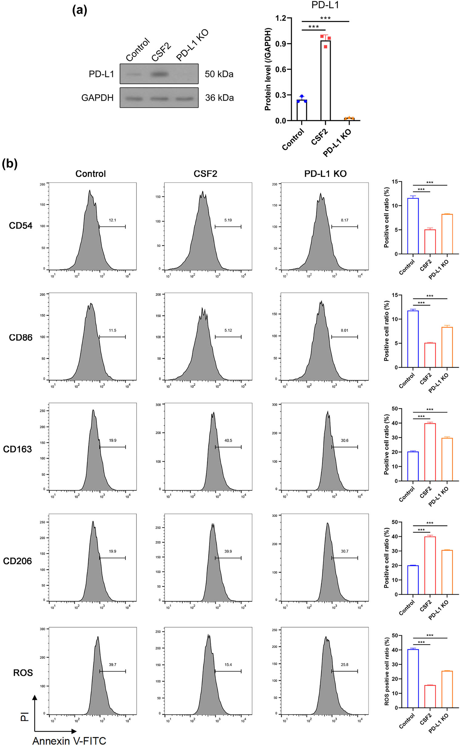 Figure 3 
                  CSF2-induced N2 polarization is partially mediated by tumor-derived PD-L1. (a) Western blot analysis of PD-L1 protein expression in renal cancer cells with or without CSF2 stimulation and PD-L1 knockout. (b) Flow cytometry analysis of neutrophil polarization markers (CD163, CD206, CD54, CD86) and intracellular ROS levels under CSF2 treatment and co-culture with PD-L1 knockout or control tumor cells. Data are presented as mean ± SD (n = 3). Statistical significance was assessed using one-way ANOVA. Compared with control group, ***
                     P < 0.001.