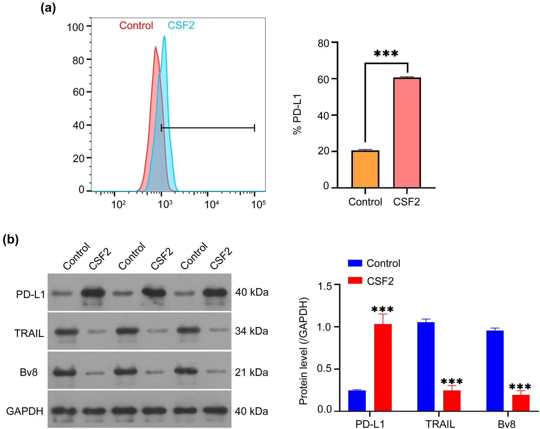 Figure 4 
                  CSF2-treated neutrophils affect the PD-L1 pathway proteins in co-cultured renal cancer cells. (a) Measurement of PD-L1 expression on co-cultured renal cancer cells by flow cytometry. Data are presented as mean ± SD (n = 3). Statistical significance was assessed using Student’s t-test. Compared with the control group, ***
                     P < 0.001. (b) Western blot analysis of PD-L1, TRAIL, and Bv8 protein levels in co-cultured renal cancer cells. Data are presented as mean ± SD (n = 3). Statistical significance was assessed using one-way ANOVA. Compared with the control group, ***
                     P < 0.001. PD-L1: Programmed death-ligand 1; TRAIL: TNF-related apoptosis-inducing ligand; Bv8: Prokineticin 2.