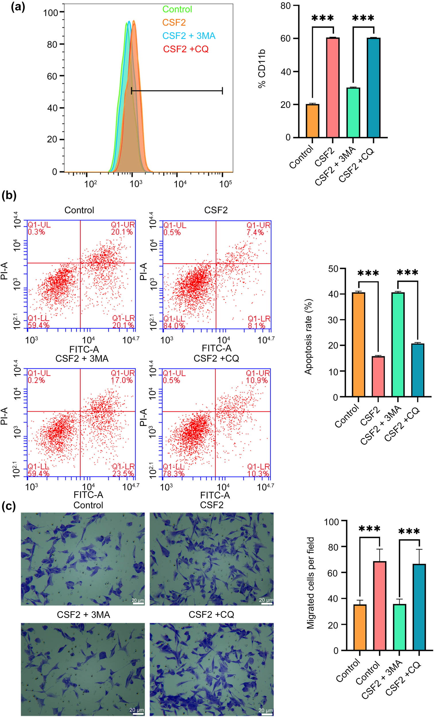 Figure 6 
                  CSF2 promotes N2 polarization of neutrophils, and the migration-promoting effect on renal cell carcinoma is reversed by 3-MA. (a) Measurement of CD11b expression on neutrophils by flow cytometry. (b) Apoptosis assay of renal cancer cells in co-culture with neutrophils using flow cytometry. (c) Migration assay showing the number of migrated renal cancer cells in co-culture with neutrophils (200×). Data are presented as mean ± SD (n = 3). Statistical significance was assessed using Student’s t-test. Compared with the control group, ***
                     P < 0.001. Cluster of differentiation 11b; 3-MA: 3-Methyladenine; CQ: Chloroquine.