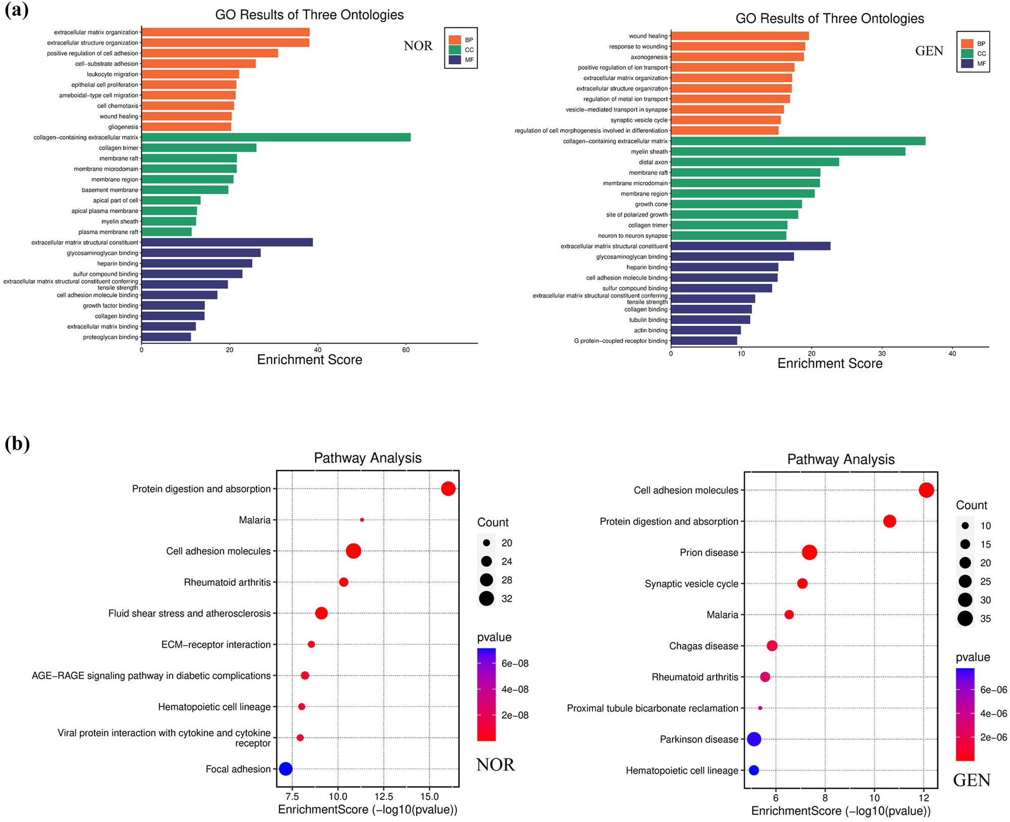 Figure 10 
                     GO and KEGG enrichment analysis of DEGs. (a) GO enrichment analysis of DEGs between GEN and NOR groups. (b) KEGG pathway enrichment analysis of the same DEG set.
                  