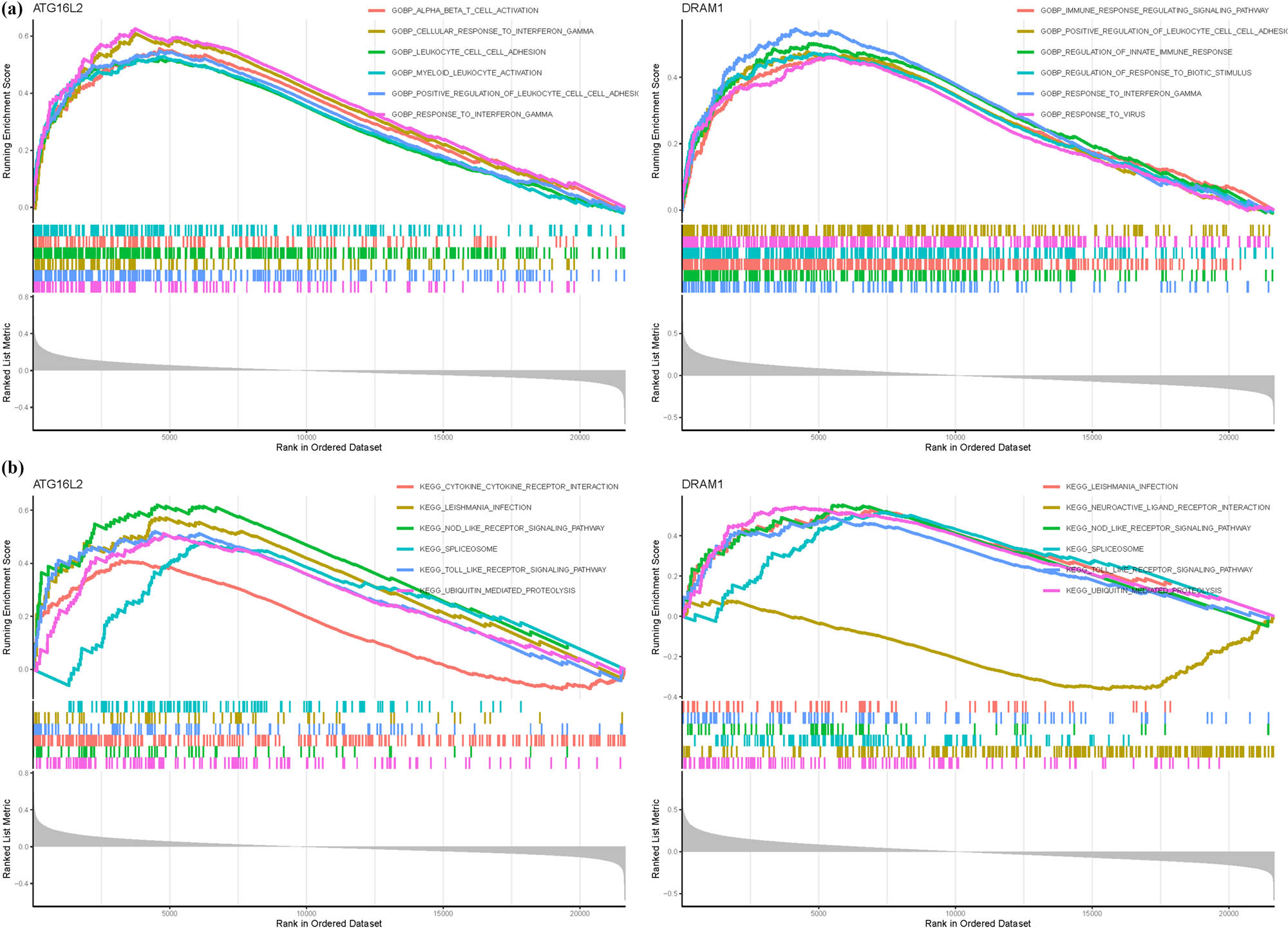Figure 4
GSEA analysis in ATG16L2 and DRAM1. (a) GO. (b) KEGG.