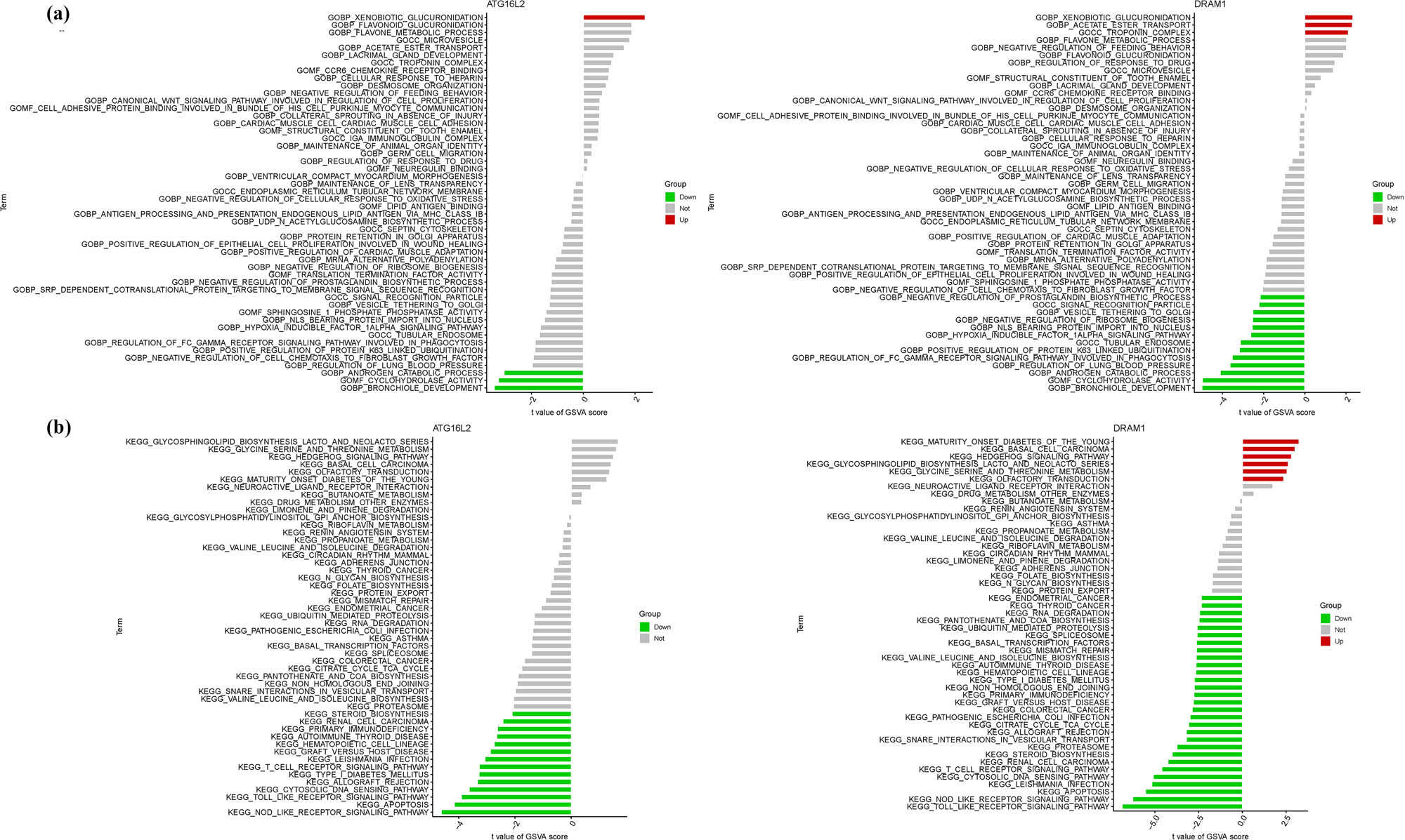 Figure 6
GSVA analysis in ATG16L2 and DRAM1. (a) GO. (b) KEGG.