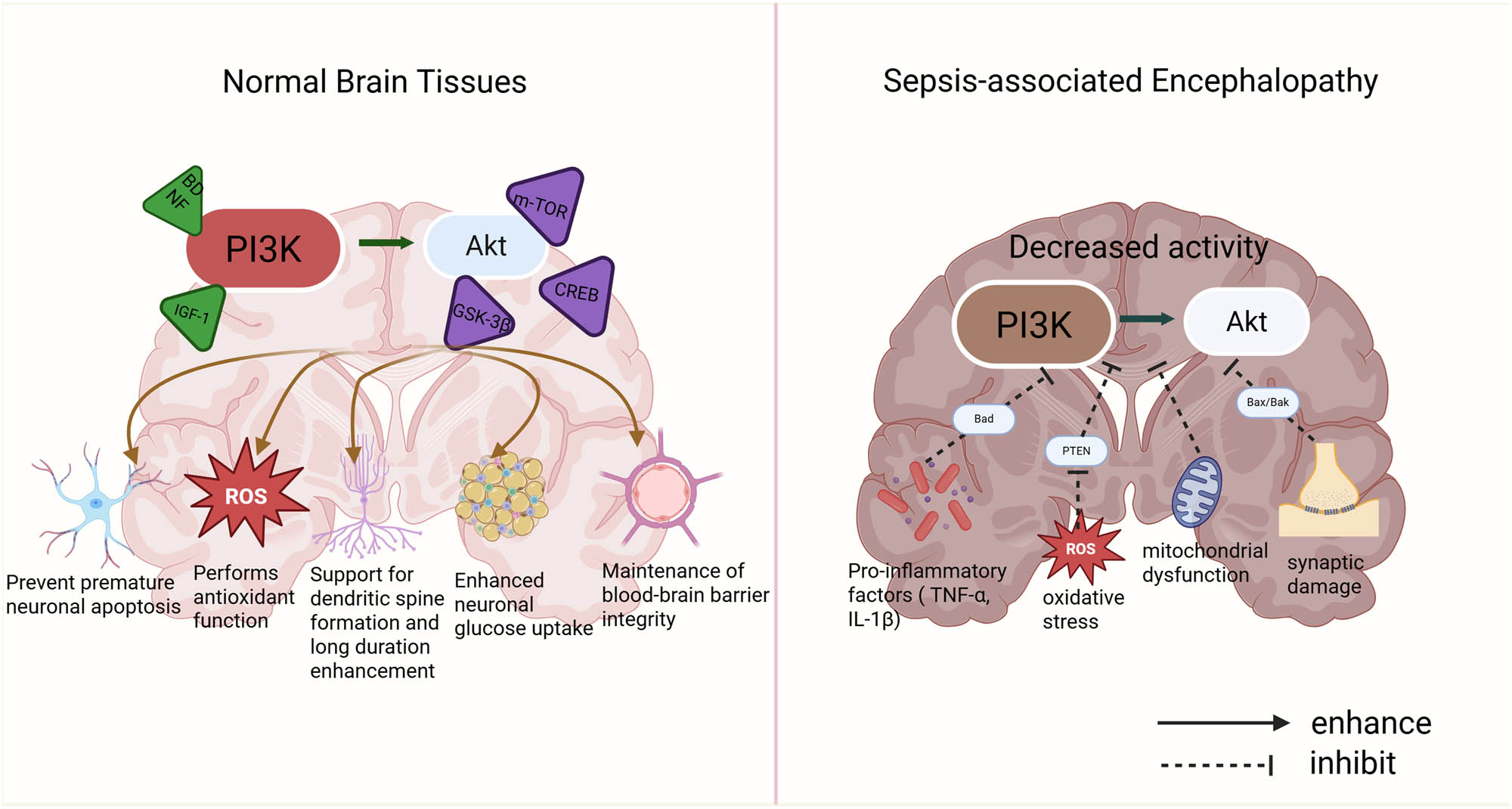 Figure 1 
               Differences in PI3K/Akt pathway in normal brain tissue and SAE conditions. ROS: reactive oxygen species.
            