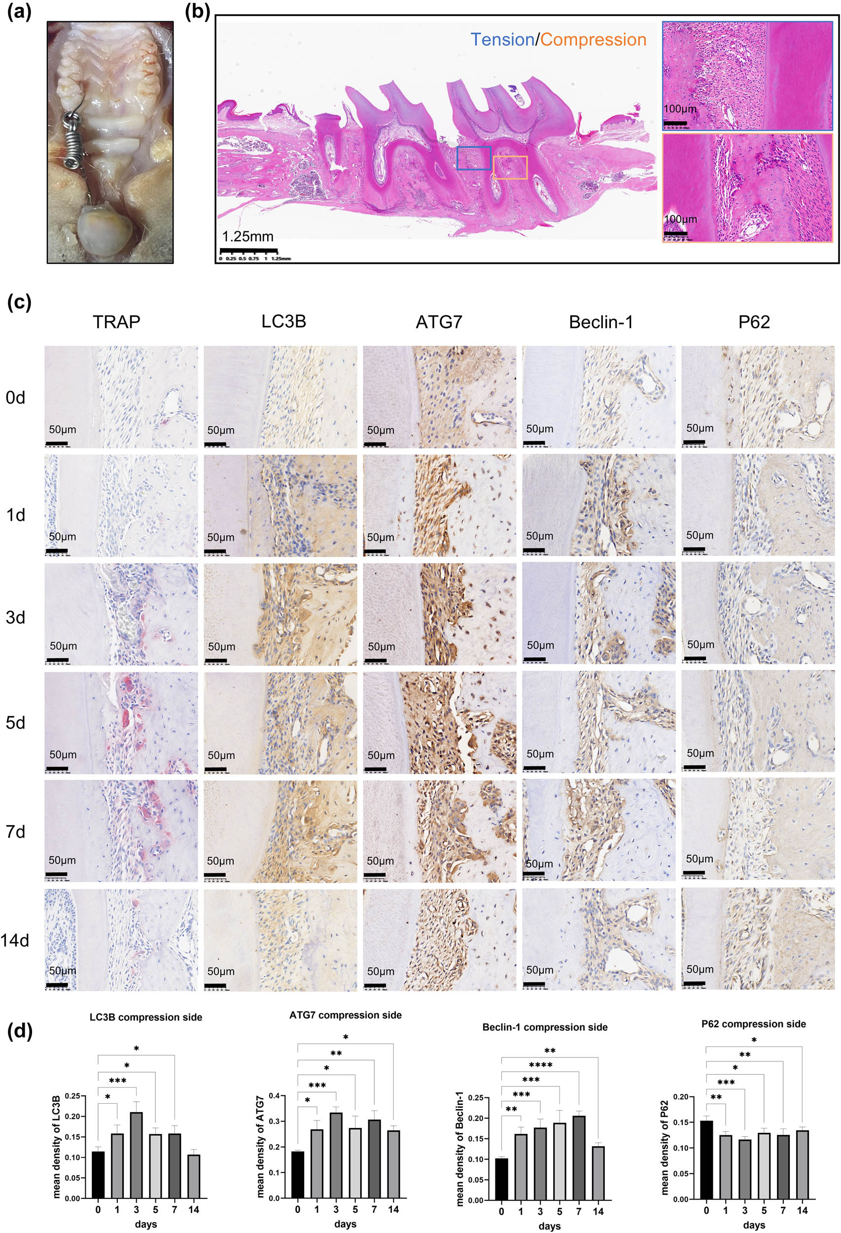 Teaser image from the article
