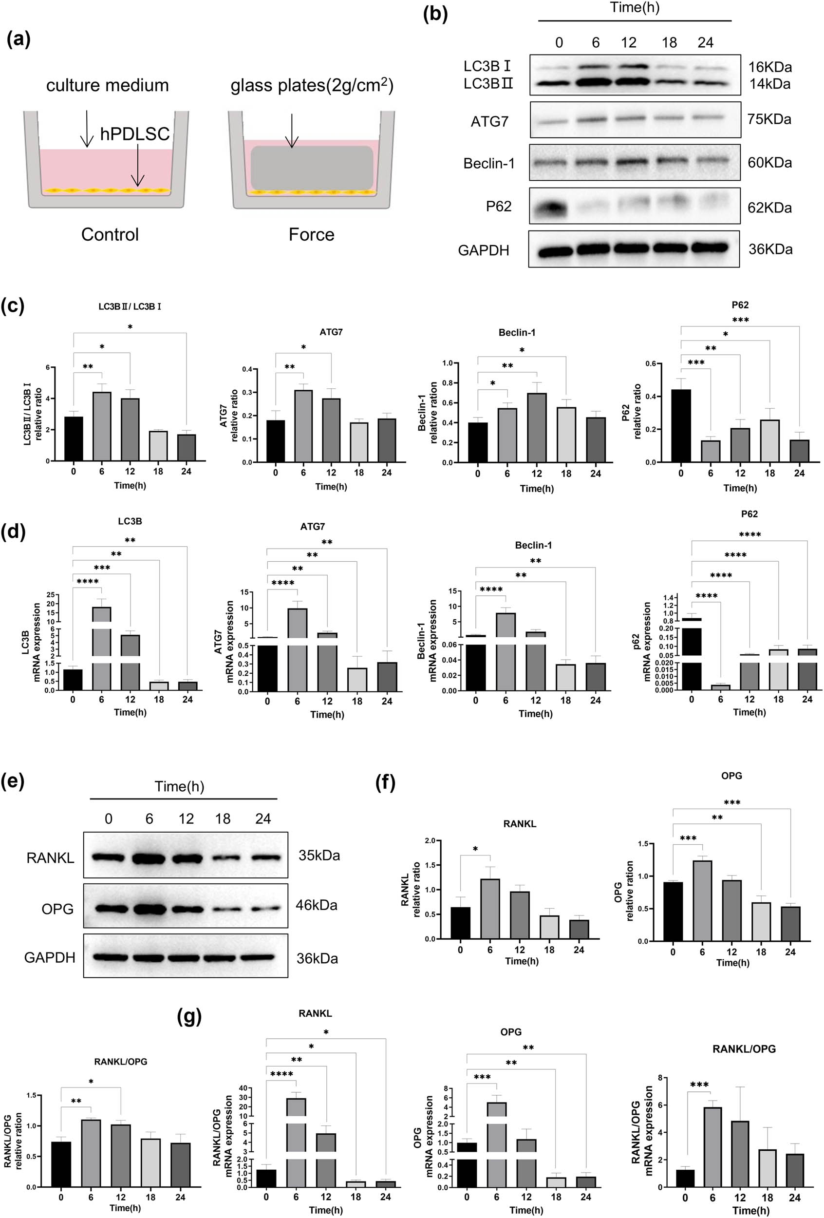 Figure 3 
                  Effects of compressive stress on autophagy and RANKL/OPG expression in hPDLSCs. (a) Cell compressive stress model. (b)–(d) Western blot and RT-qPCR results of autophagy-related proteins, including LC3BⅡ/LC3BⅠ, ATG7, Beclin-1, and P62 after being cultured in the medium with a mechanical loading force of 2 g/cm2 for 0, 6, 12, 18, and 24 h. Autophagy-related proteins and mRNA were significantly activated at 6 and 12 h, and decreased at 18 and 24 h, with the first expression peak at 6 h. (e)–(g) Western blot and RT-qPCR results of RANKL and OPG expression after being cultured in the medium with a mechanical loading force of 2 g/cm2 for 0, 6, 12, 18, and 24 h. The RANKL and OPG expression significantly increased at 6 h, then decreased gradually, and the ratio of RANKL/OPG increased significantly at 6 h. n = 3; *p < 0.05; **p < 0.01; ***p < 0.001; ****p < 0.0001.
               