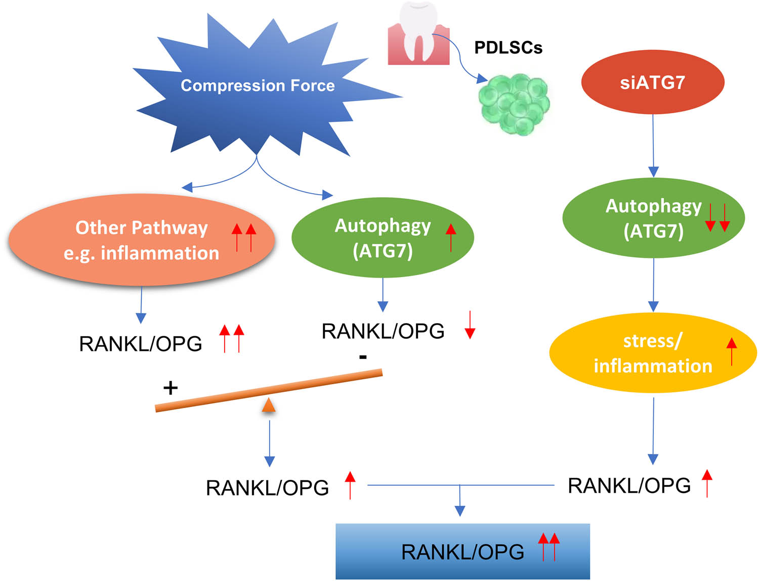 Figure 6 
               Schematic diagram of the relationship between the compression force, ATG7, and RANKL/OPG.
            