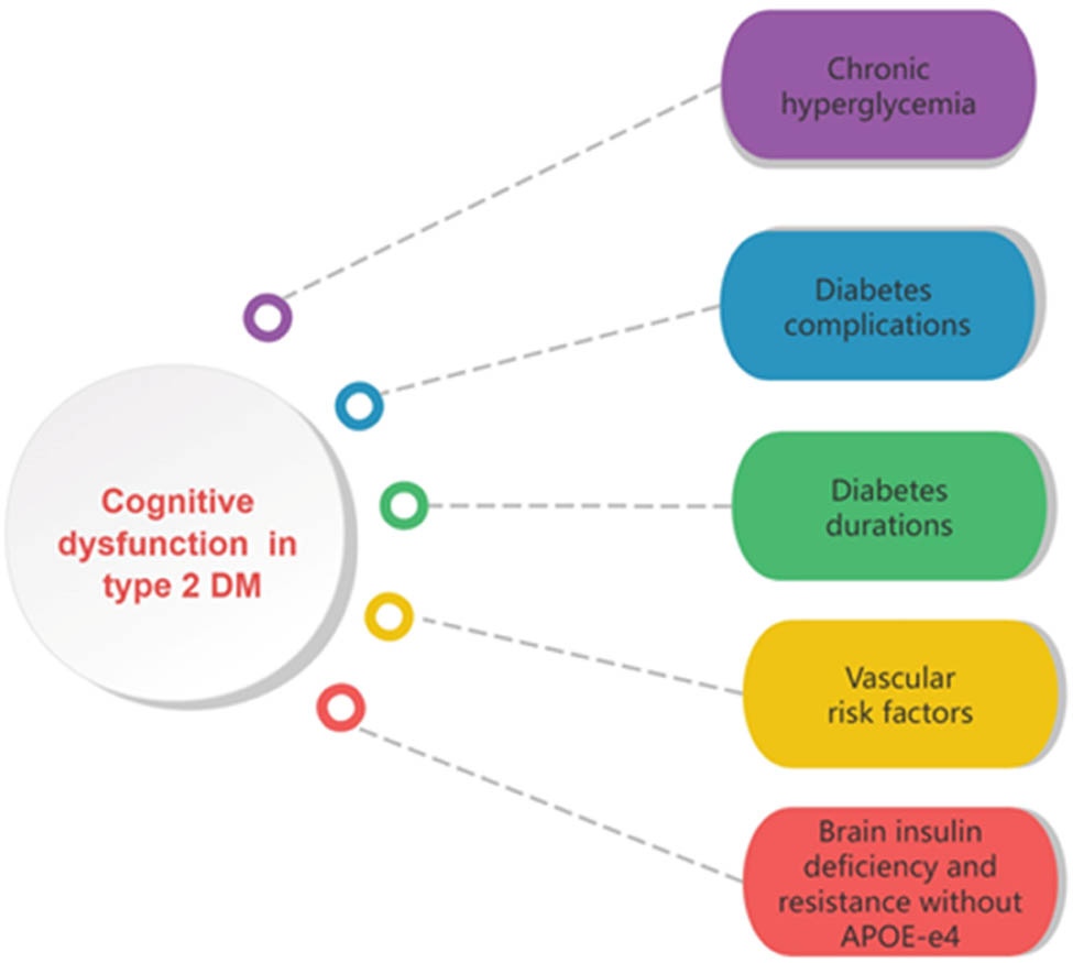 Figure 1 
               Elements influencing cognitive impairment in T2DM include persistent hyperglycemia, extended duration of the disease, the existence of vascular risk elements such as hypertension and obesity, as well as complications from both microvascular and macrovascular diseases. These factors are linked to a higher likelihood of cognitive dysfunction in individuals with type 2 diabetes.
            