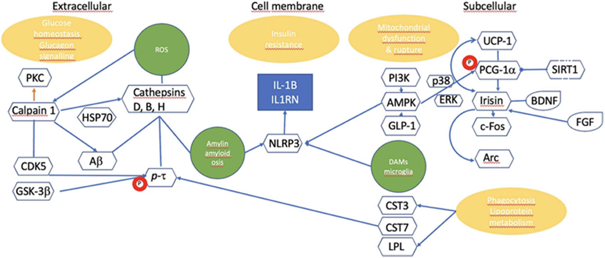 Figure 3 
               This schematic illustration shows the interaction of different components in brain insulin resistance across the extracellular space, the cell membrane, and the intracellular compartment. Reproduced with permission from ref. [6]. Copyright 2024, Elsevier.
            