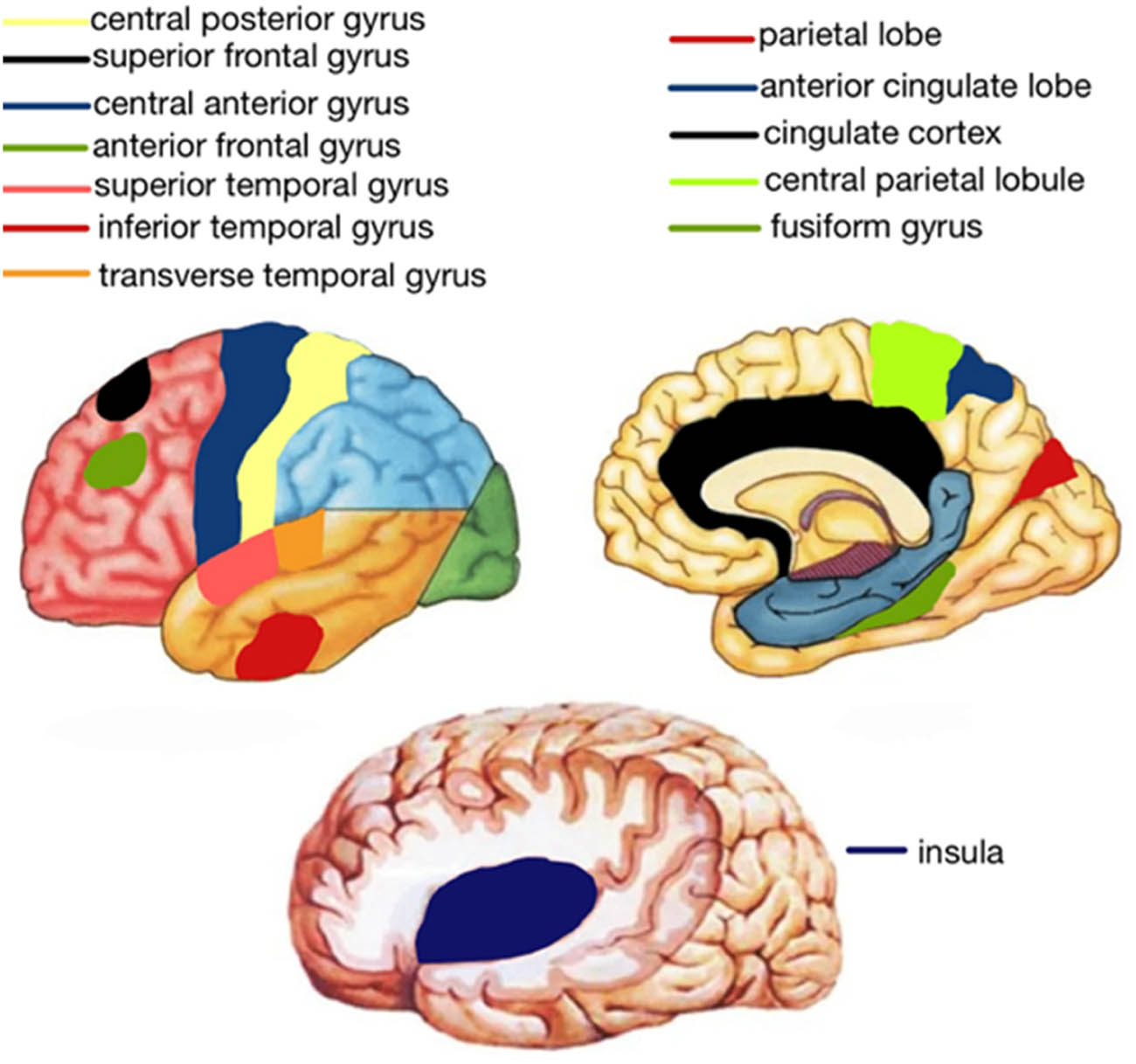 Figure 4 
                  Schematic representation of the brain regions.
               