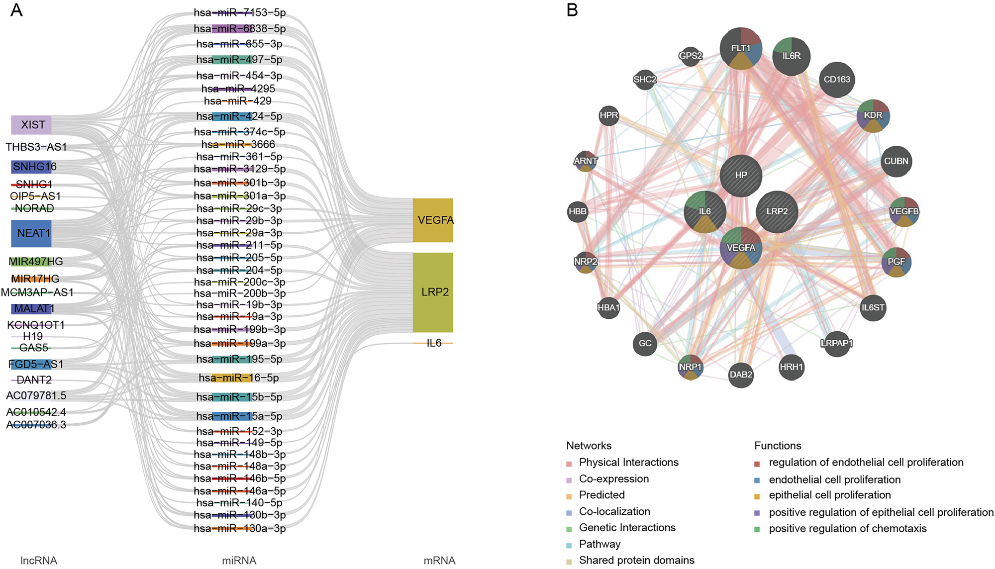 Figure 4:
Construction and function analysis of ceRNA and hub gene interaction networks. (A) ceRNA network of hub genes IL6, LRP2, and VEGFA. The left section illustrates lncRNA, the middle section depicts miRNA, and the right section shows mRNA. (B) Interaction networks and functions between hub genes and functionally analogous genes.