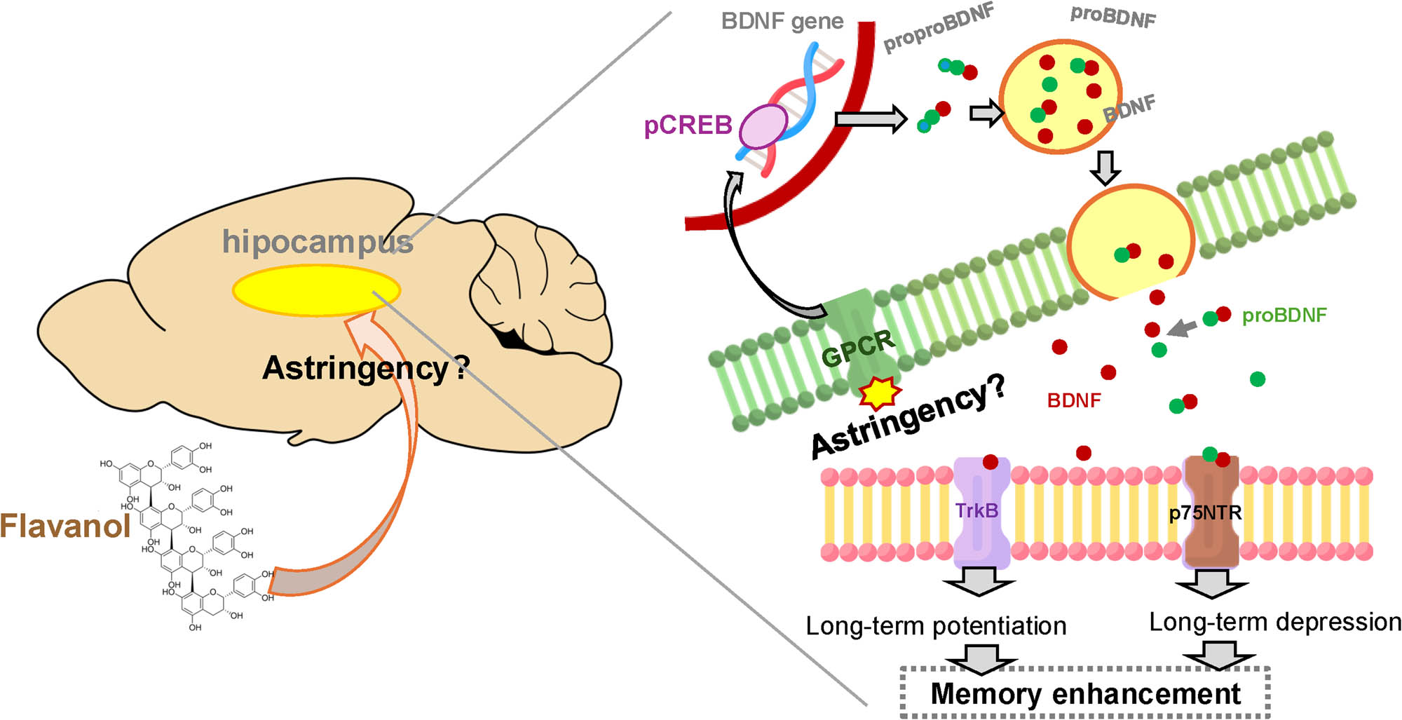 Teaser image from the article
