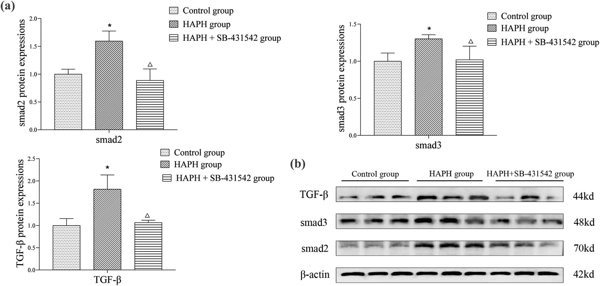 Figure 4 
                  Quantitative analysis of TGF-β, Smad2, and Smad3 expression levels in lung tissue (a). Representative western blot bands of target proteins (b). Measurement of protein expression levels. Values are presented as mean ± standard deviation. *p < 0.05 compared to the control group; Δp < 0.05 compared to the HAPH group. Abbreviations: TGF-β, transforming growth factor beta; SD, standard deviation; and HAPH, high-altitude pulmonary hypertension.
               