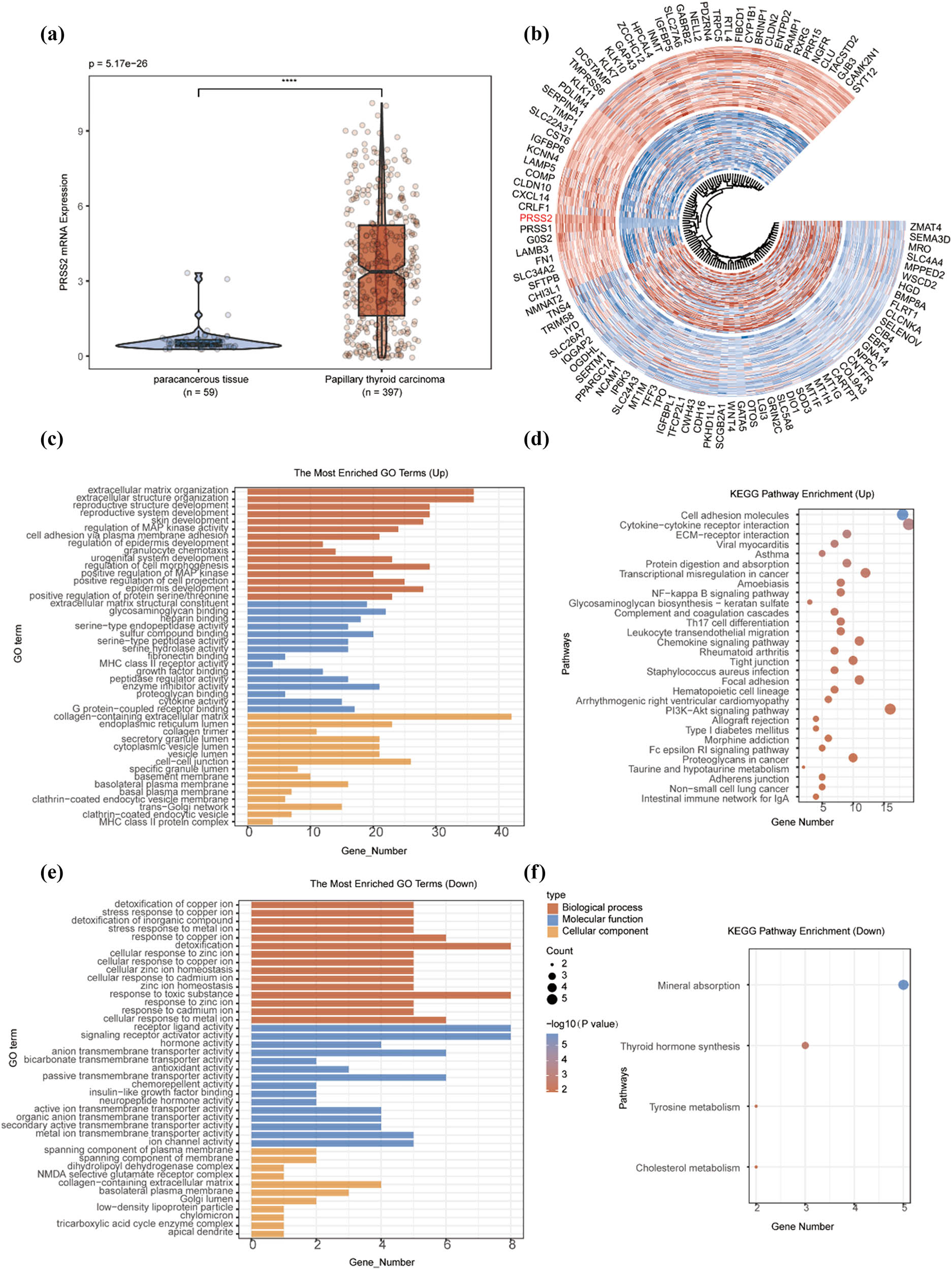 Figure 3 
                  DEGs analysis of papillary thyroid carcinoma based on TCGA database. (a) Statistical analysis of DEGs between papillary thyroid carcinoma and adjacent normal tissues. (b) Heatmap of the top 50 significantly upregulated and downregulated DEGs. (c)–(f) Functional enrichment analysis of upregulated and downregulated genes based on KEGG pathway and GO term annotations.
               