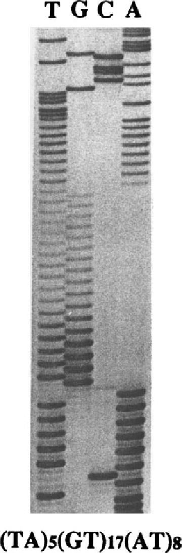 Figure 1 Nucleotide sequence of the simple sequence repeat RM11-GT. Autoradiogram of a DNA sequencing gel showing the repeat, which lies at the basis of the polymorphic DNA marker RM11-GT. Initial evidence for the Charcot-Marie-Tooth type 1A (CMT1A) duplication was revealed by this marker that showed three alleles (i. e., triallelic) in fully informative CMT patients.