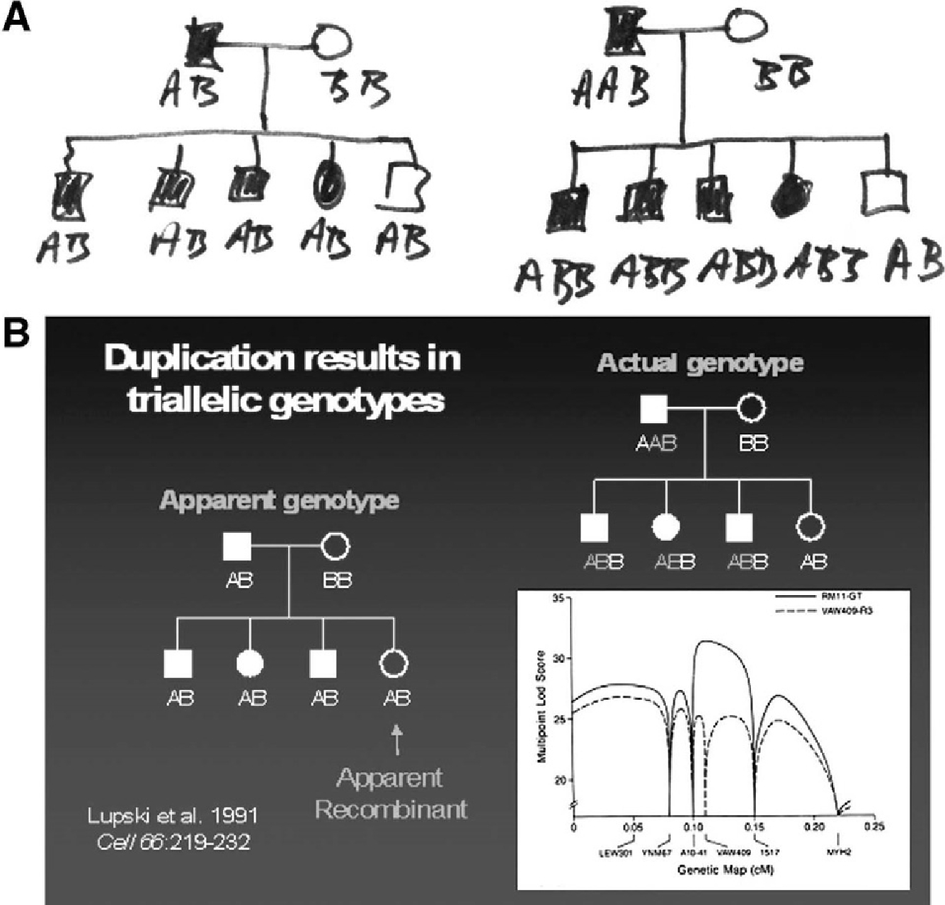 Figure 2 Triallelic marker genotypes and false recombinants. (A) Actual note paper wherein biallelic marker genotype scoring was compared to triallelic marker genotype scoring to reveal the molecular genetic basis of false recombinants. (B) The effects of molecular duplication on the interpretation of marker genotypes and linkage mapping. Standard pedigree symbols are used; females depicted as circles and males by squares. Filled-in symbols denote affected individuals. On the left is a simple pedigree with marker genotypes scored as a usual biallelic system with one of the two alleles inherited from each parent. One unaffected daughter is an apparent recombinant (false recombinant) because she has the same apparent genotype as her three affected siblings. To the right is shown the actual genotypes scored as a triallelic system accounting for the molecular duplication. The lower right shows how the different scoring biallelic (dashed line) vs triallelic (bold line), affects the multipoint LOD-score. Note the differences in peak LOD scores and the fact that the failure to account for three alleles (or dosage differences in heterozygous restriction fragment length polymorphisms) results in an erroneous map position.
