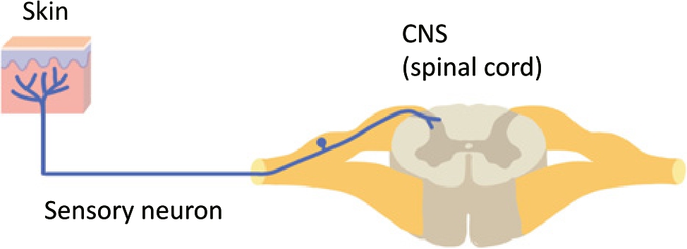 Figure 1 Sensory neurons are afferent nerves and stimulation at the distal end (skin) leads to action potential generation. Higher-order neurons in the dorsal horn of the central nervous system (CNS) transmit the signal to the brain. The cell bodies of these pseudounipolar neurons are bundled in dorsal root ganglia (DRGs) along the vertebral column.