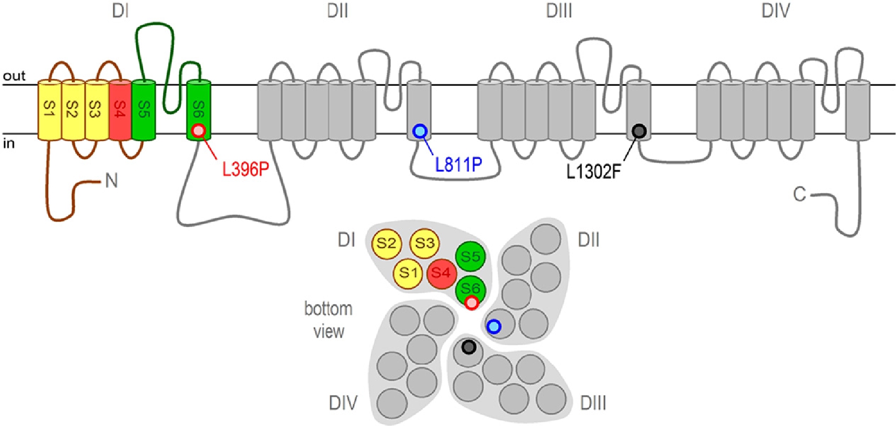 Figure 2 Figure from [7]: Tight balance between pain gain and loss in NaV1.9 disorders: Mutations in the distal S6 segments of the channel’s DI–DIV domains are linked to human pain insensitivity (p.Leu396Pro, p.Leu811Pro, p.Leu1302Phe), whereas mutations of other amino acids cause episodic pain, cold-induced pain, or small fiber neuropathy.