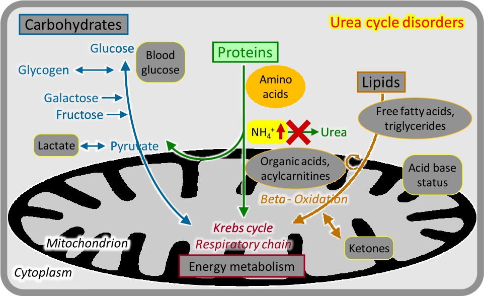 Figure 2 Urea cycle disorders.