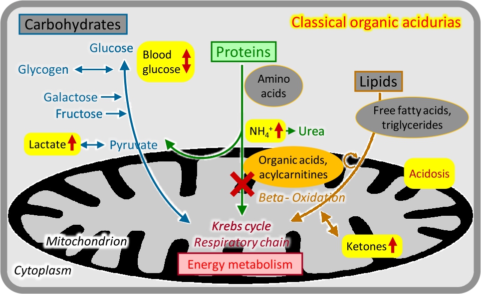 Figure 3 Classical organic acidurias.