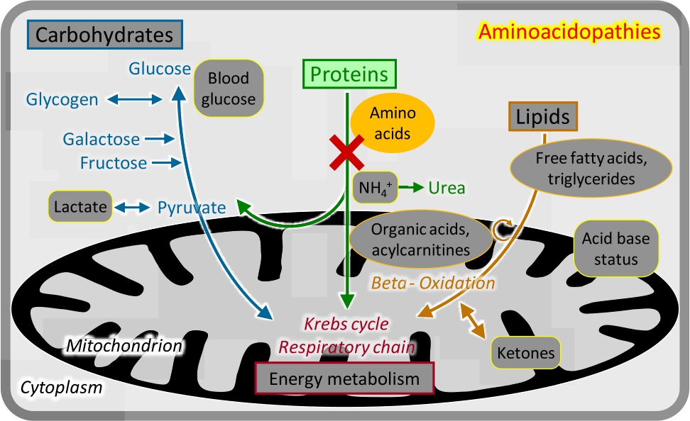 Figure 4 Aminoacidopathies.